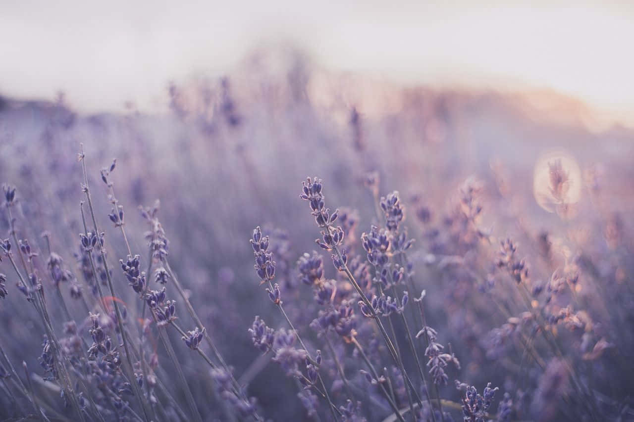 Lavender Field At Sunset Background