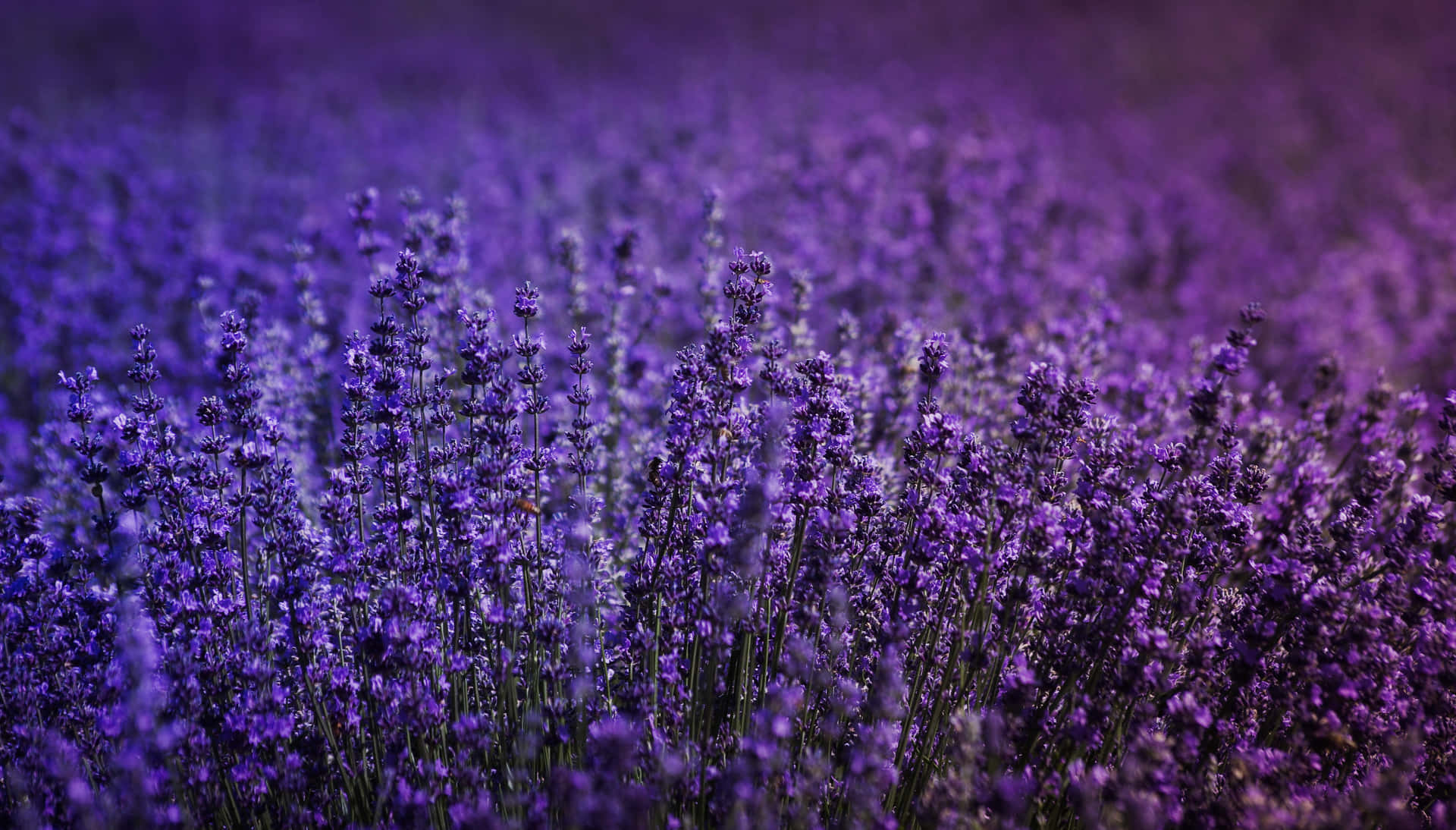 Lavender Field At Sunset Background