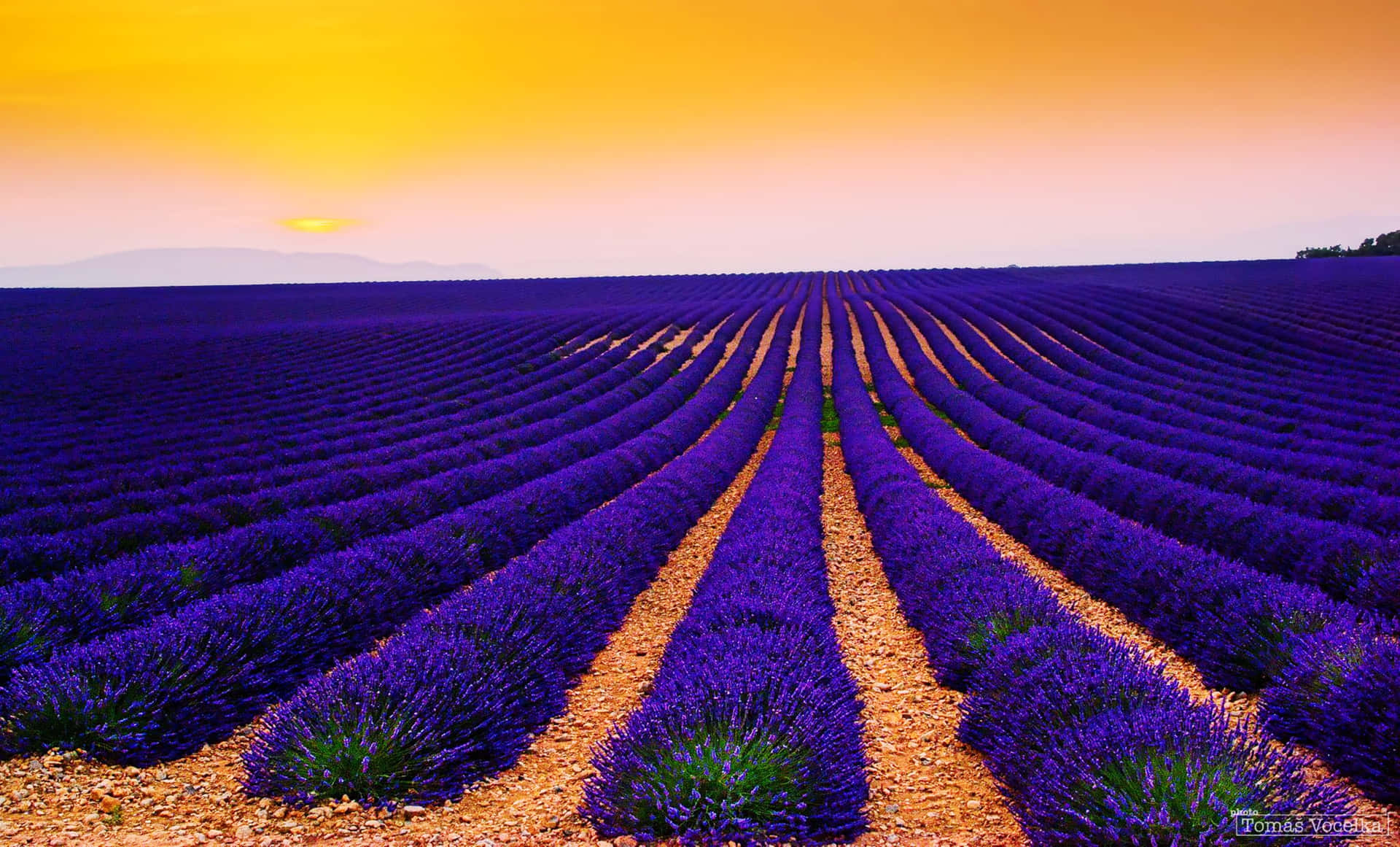 Lavender Field At Sunset
