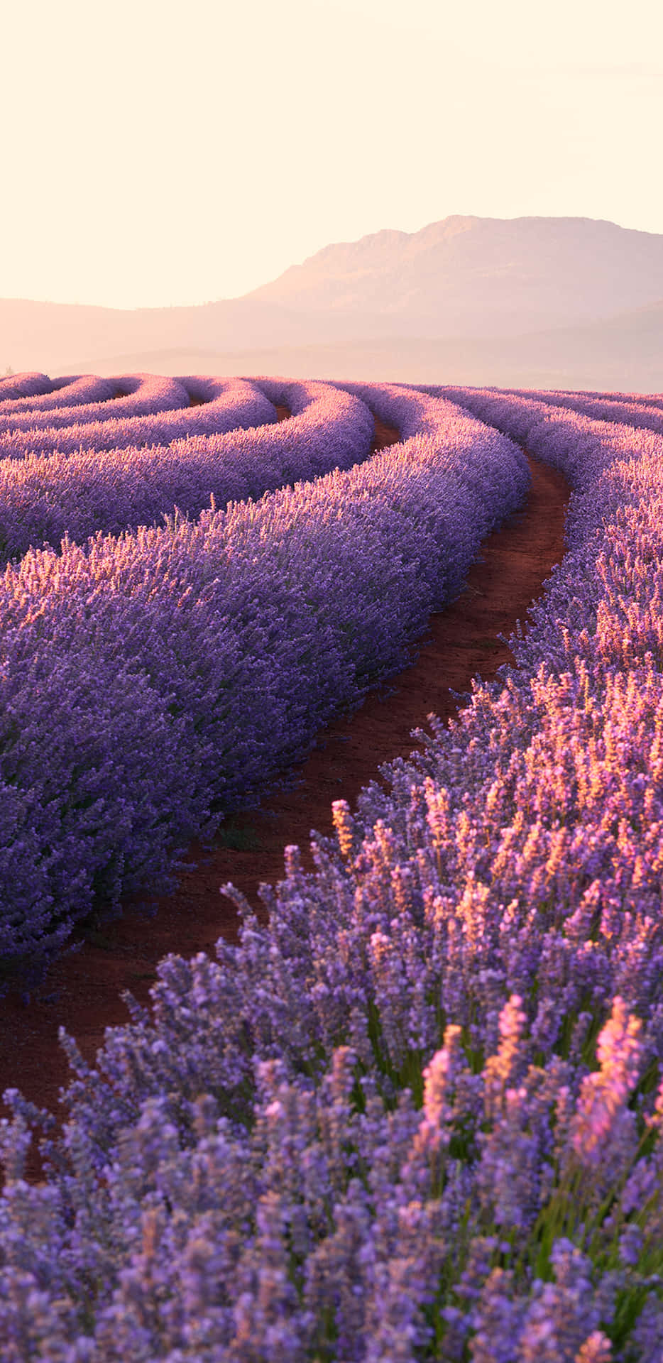 Lavender Field Curved Flower Rows