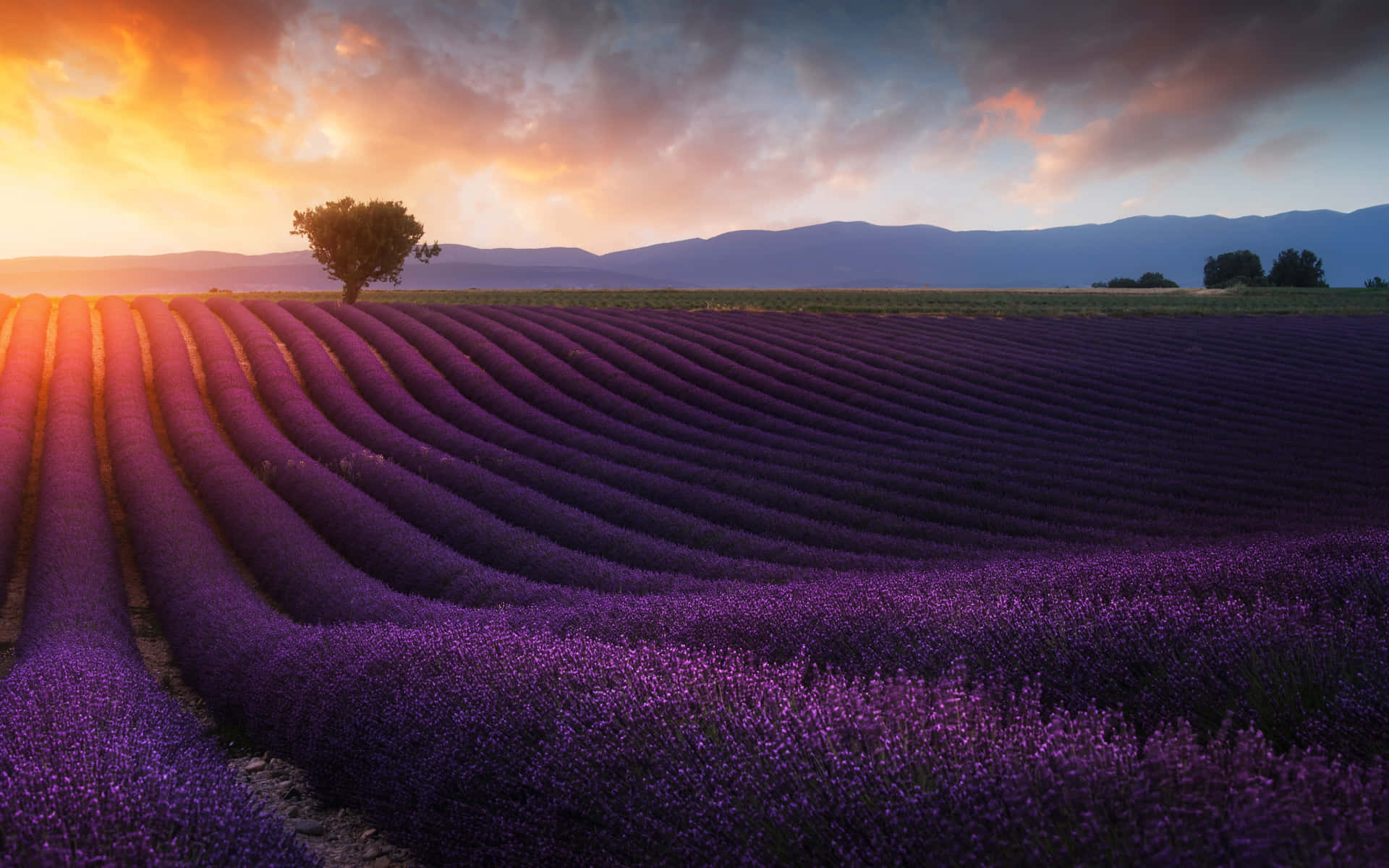 Lavender Field Early Sunrise Background