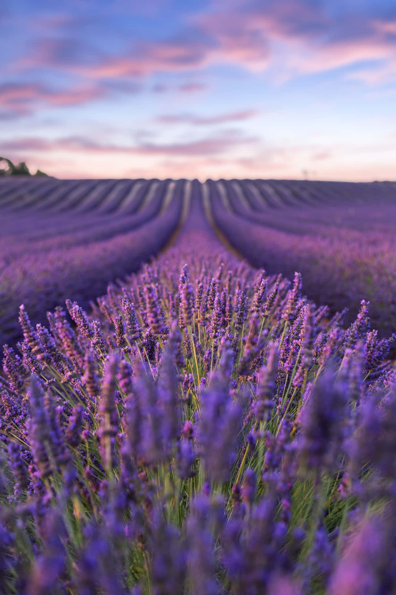 Lavender Field Flower Cluster Close-up Background