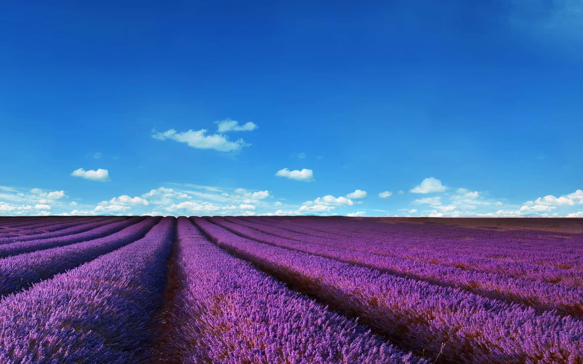 Lavender Field Flower Rows Background