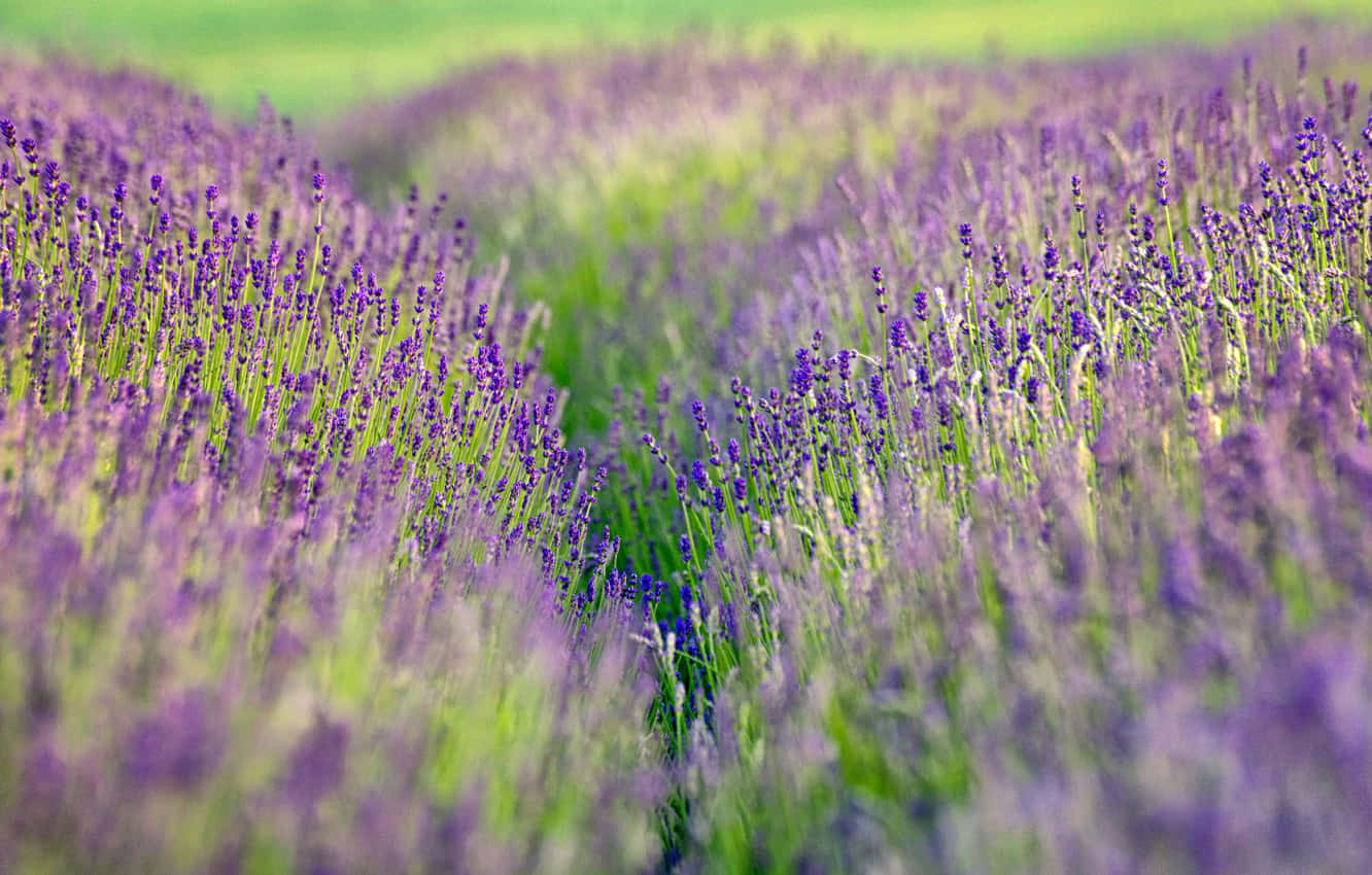 Lavender Field In A Field Background
