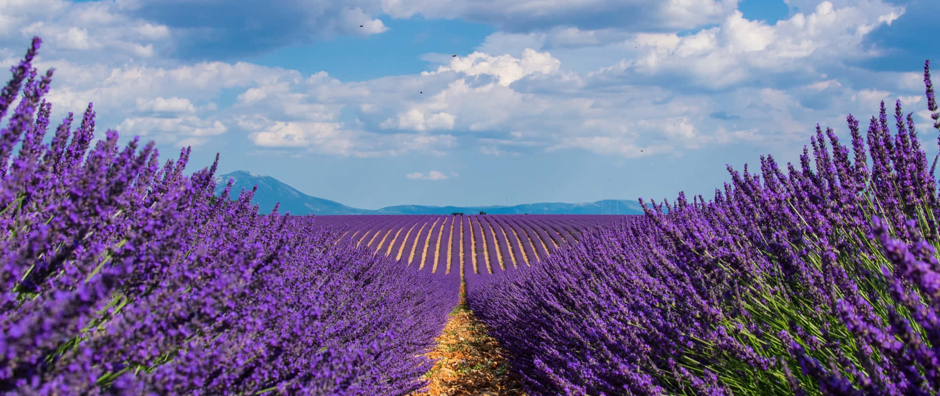 Lavender Field In The French Riviera Background