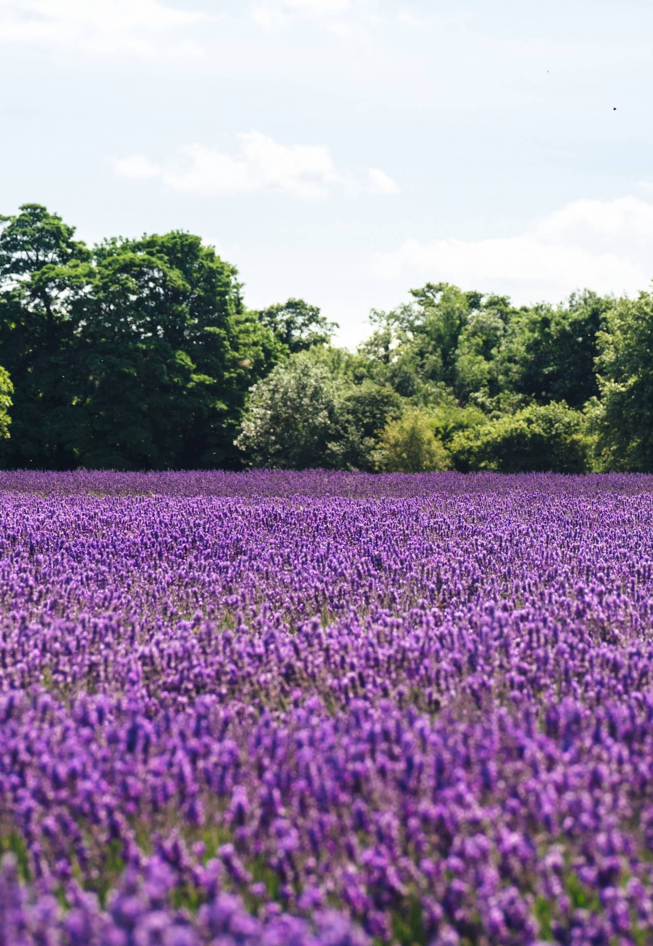 Lavender Field Iphone Wallpaper Background