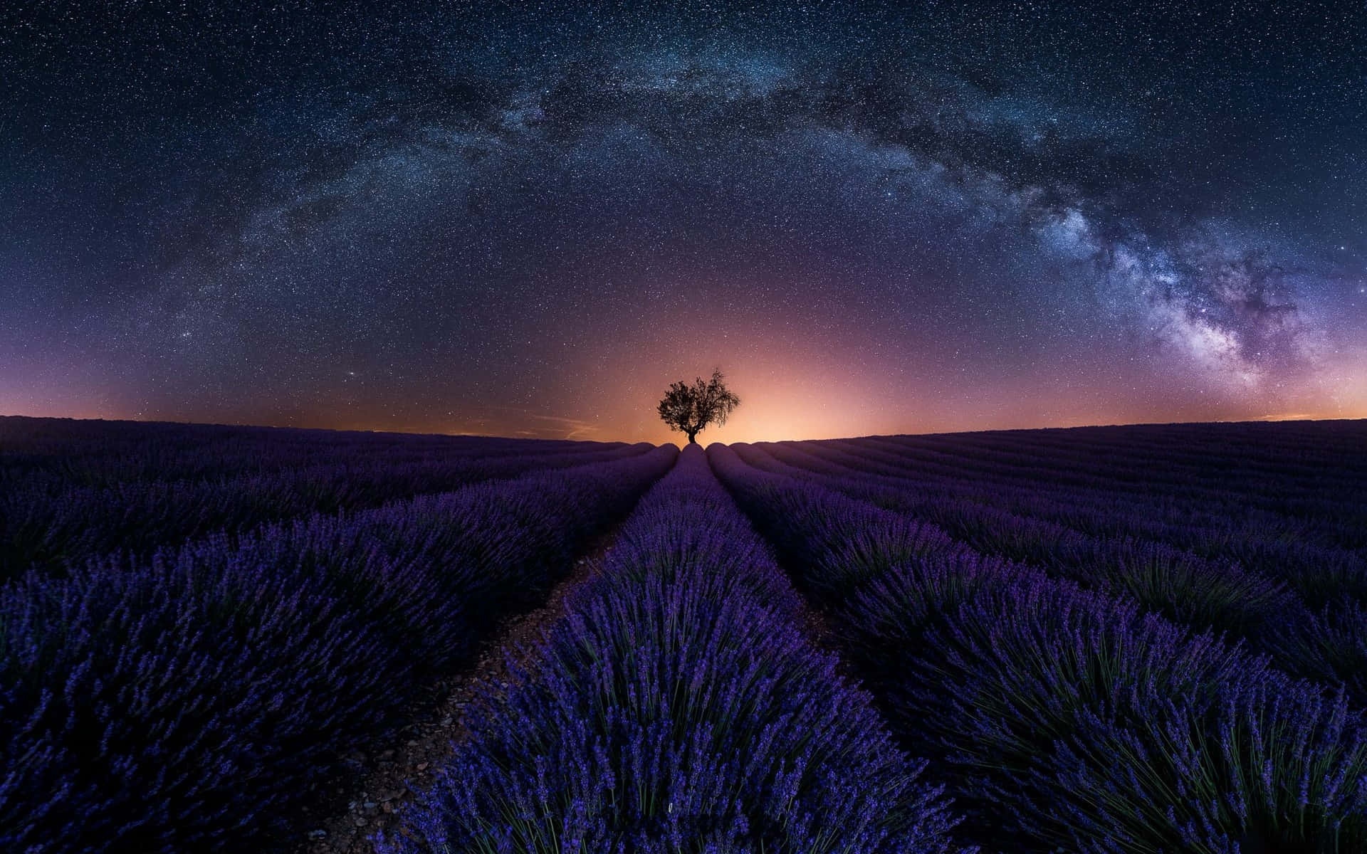 Lavender Field Lone Tree Night View Background