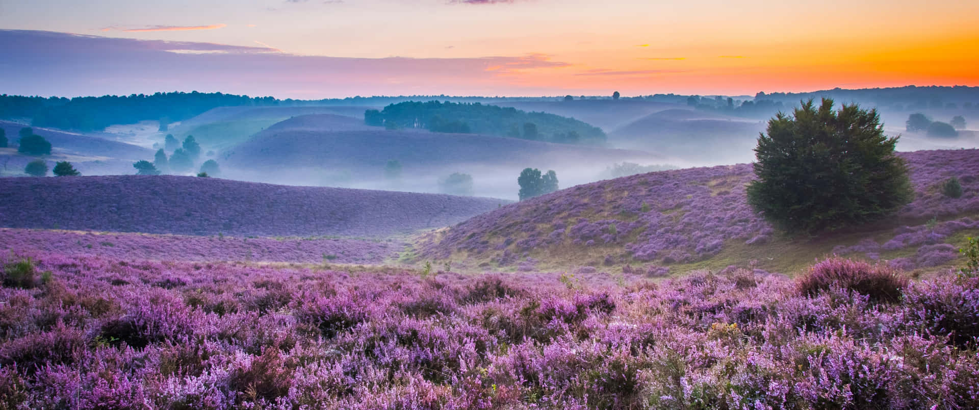 Lavender Field Near Misty Hills