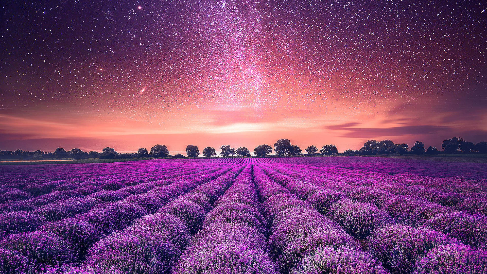 Lavender Field Orange Starry Sky Background