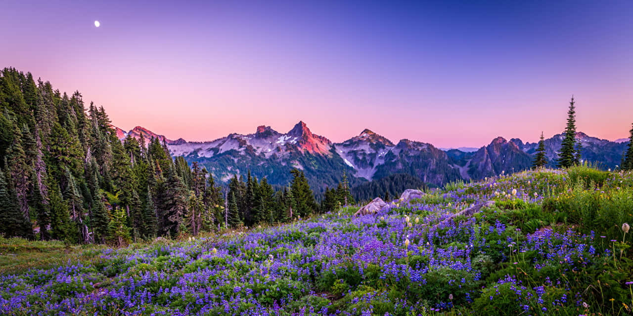 Lavender Field Panoramic Desktop Background