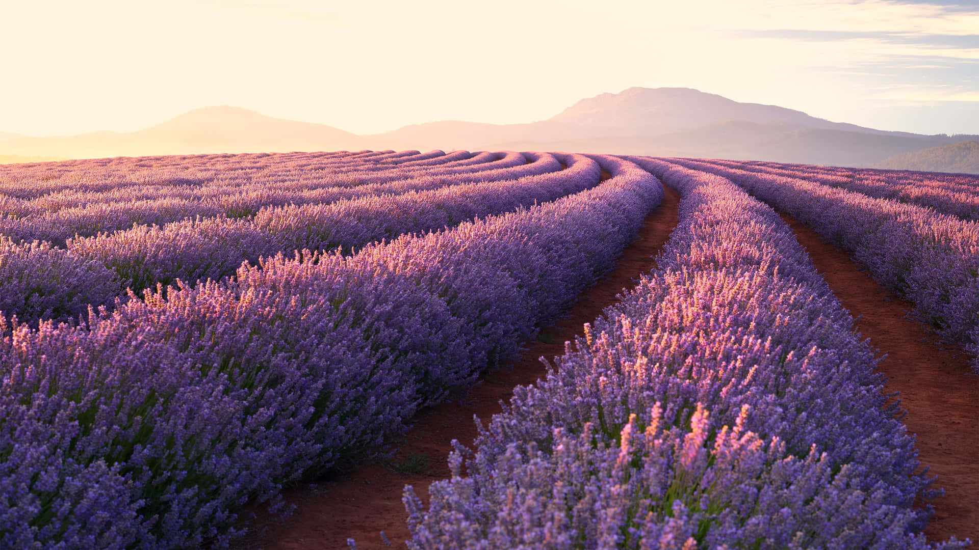 Lavender Field Peaceful Morning Background