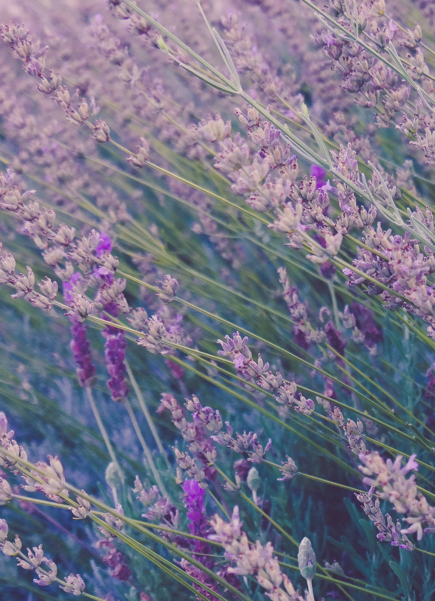 Lavender Field Purple Flower Iphone Background