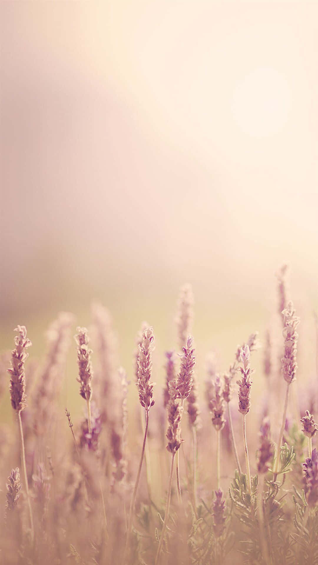 Lavender Field Sunrise Glow Background