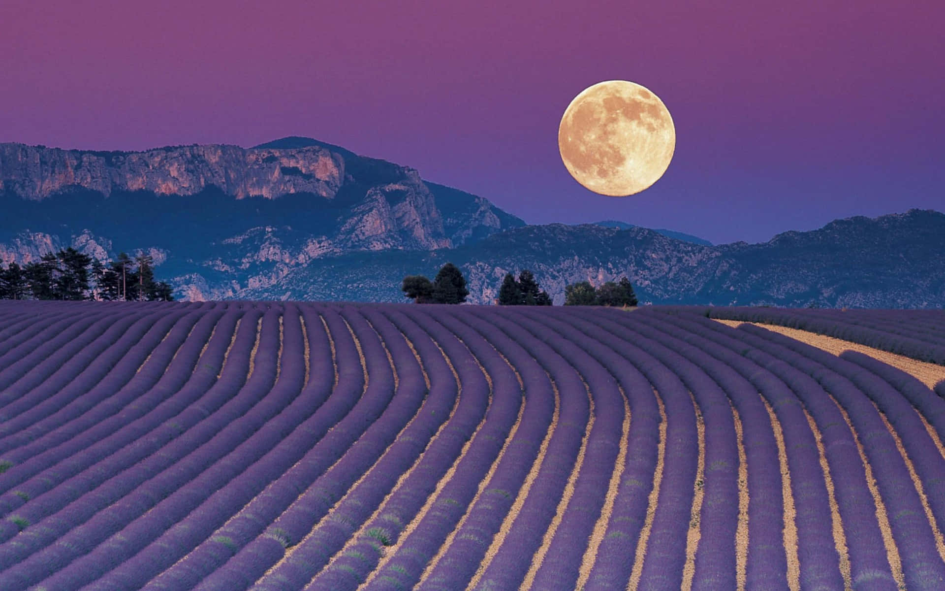 Lavender Field Under A Full Moon Background