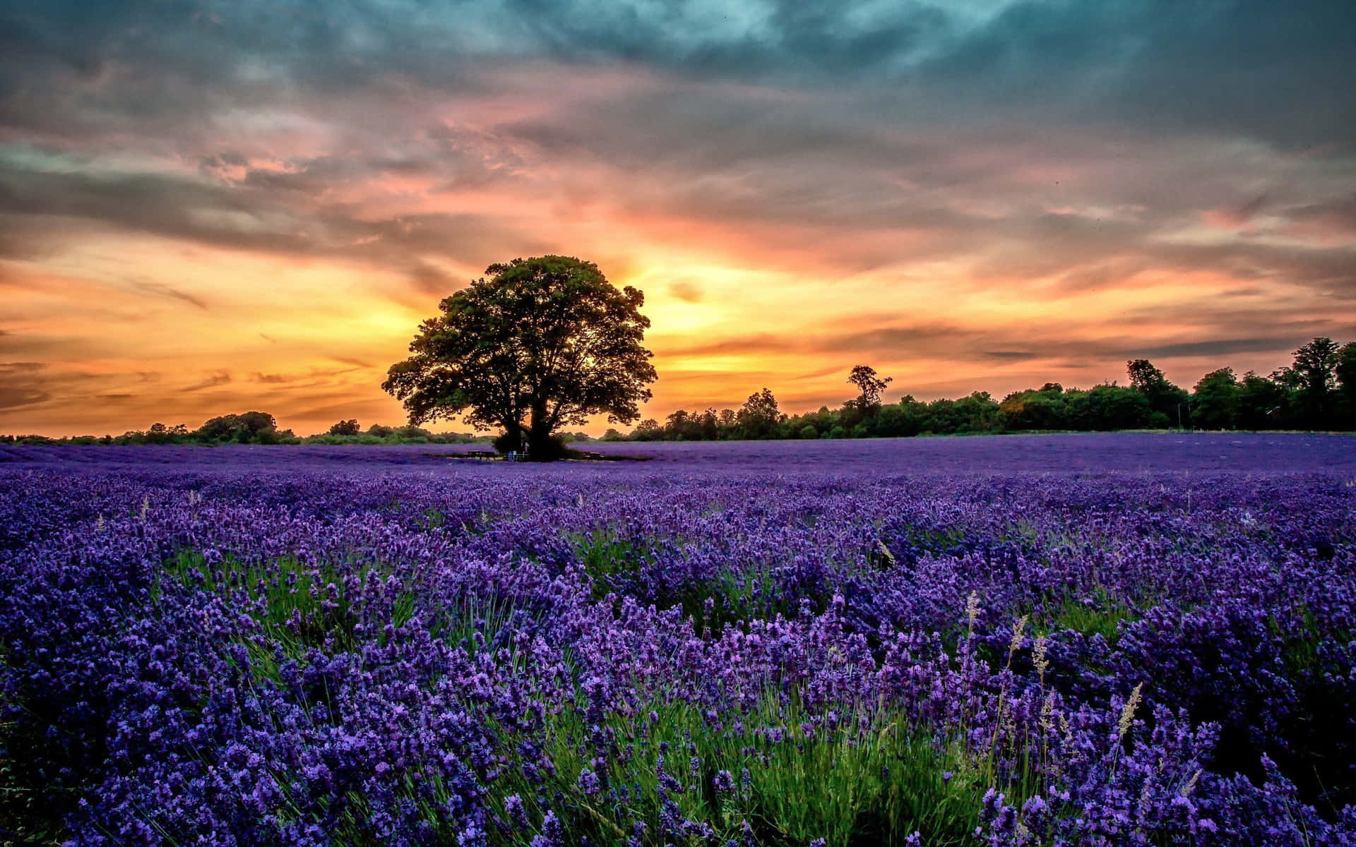 Lavender Field Under Bright Orange Skies Background