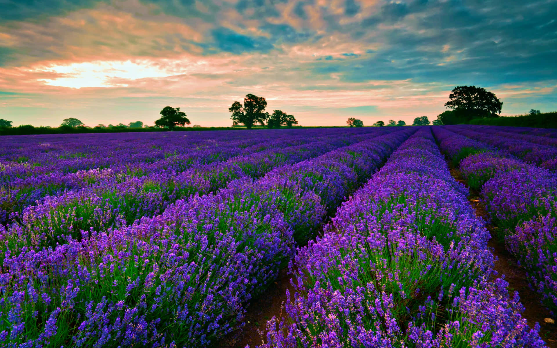 Lavender Field Under Cloudy Skies Background