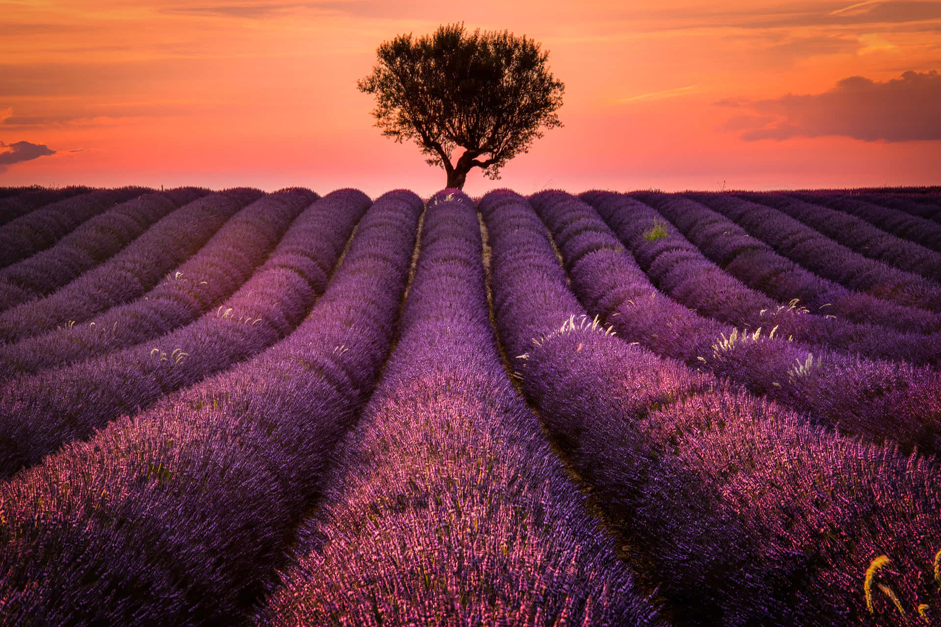 Lavender Field Under Peach Dusk Skies Background