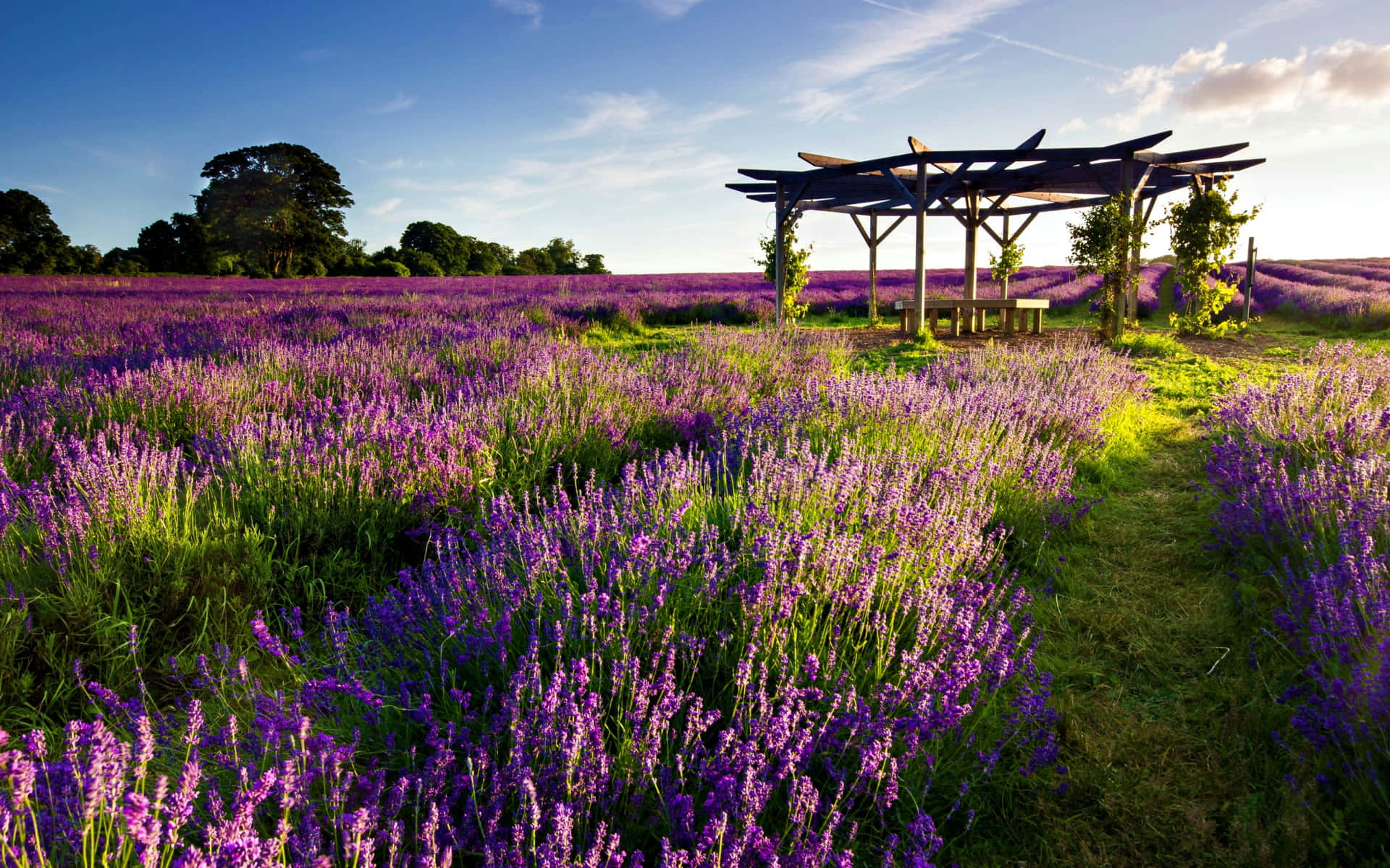 Lavender Field With A Wooden Gazebo Background
