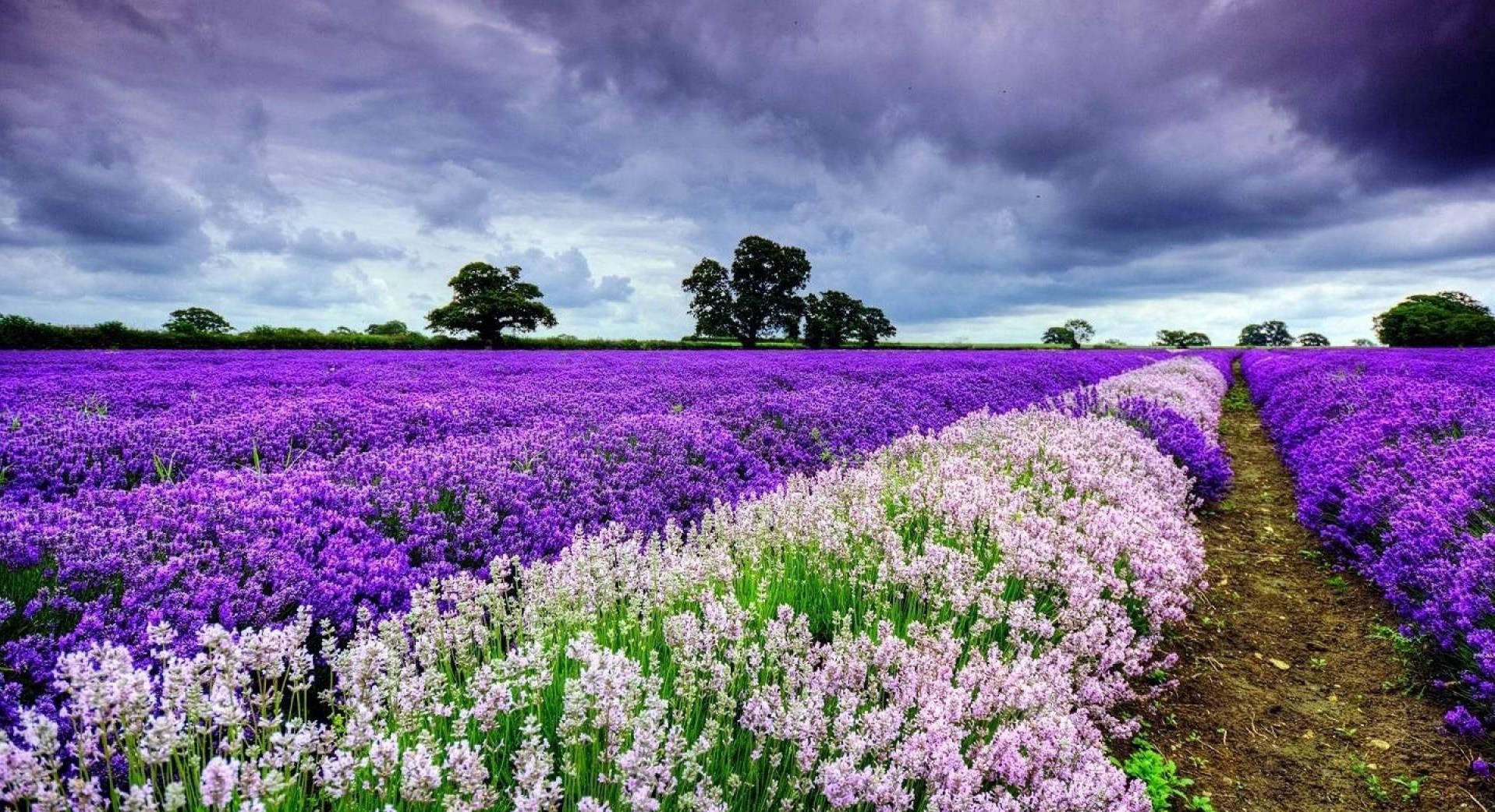 Lavender Field With Purple Flowers