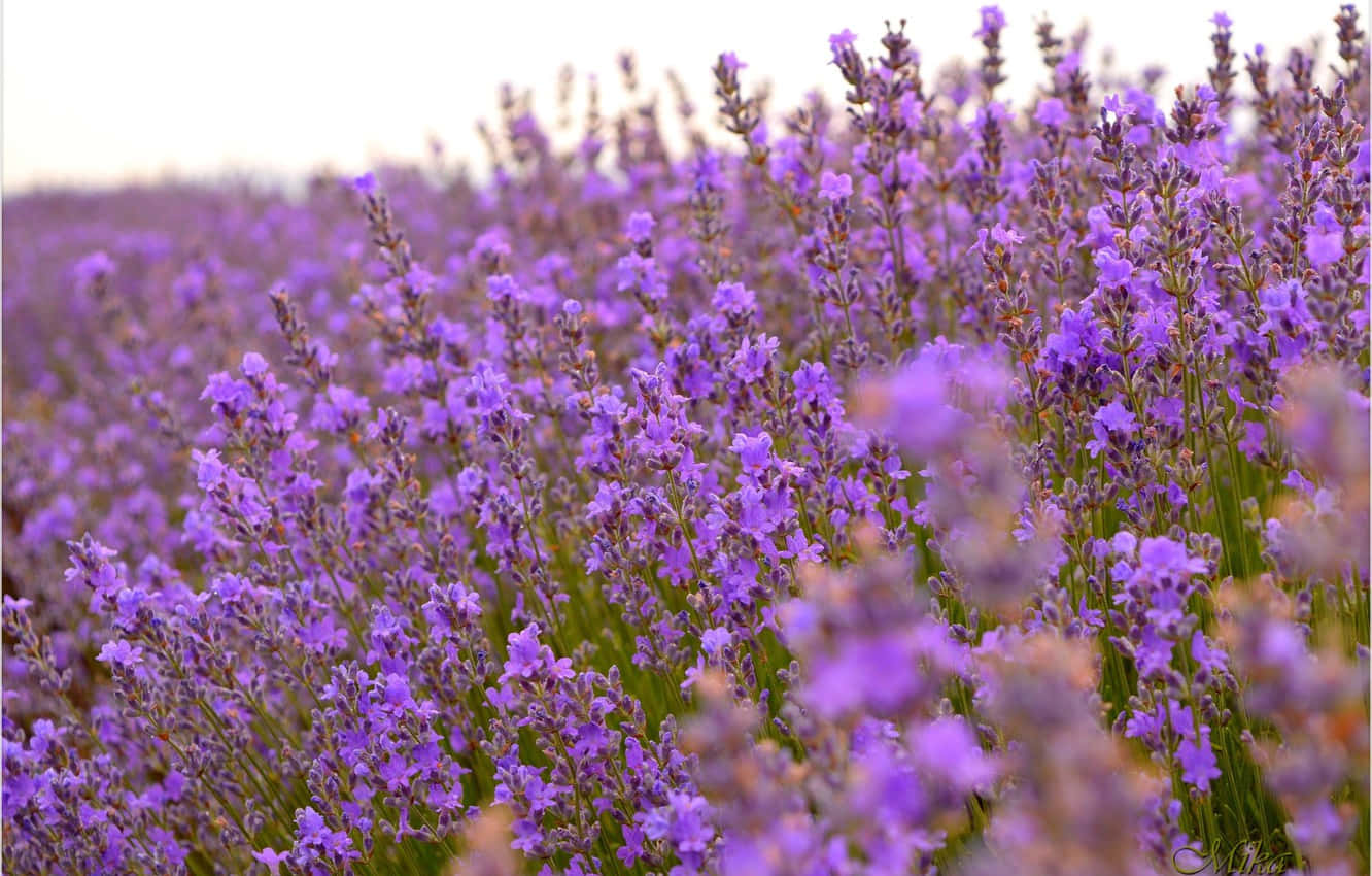 Lavender Field With Purple Flowers