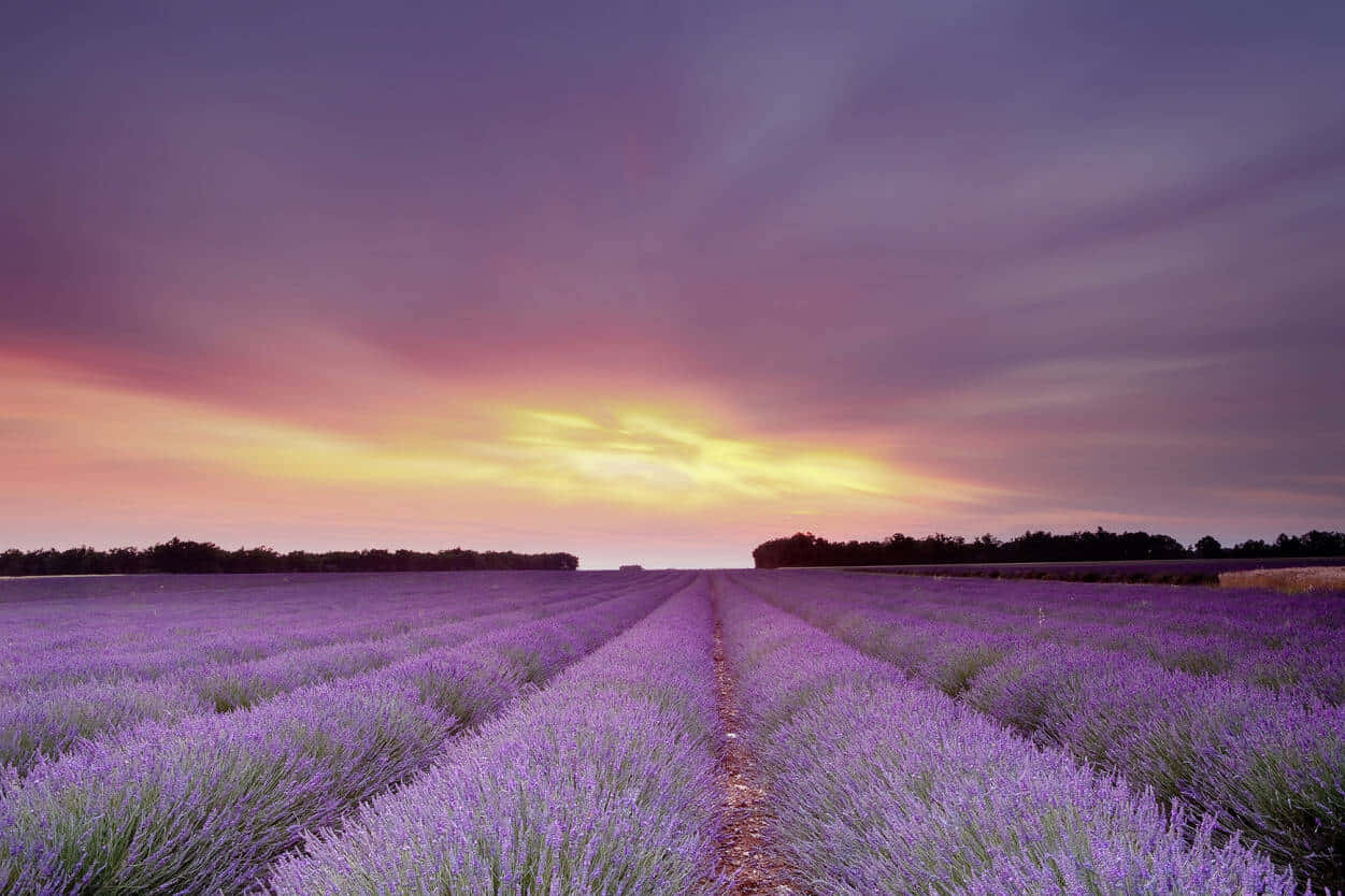 Lavender Fields Enjoy The Enchanting Scent Of Lavender In This Breathtaking European Field. Background
