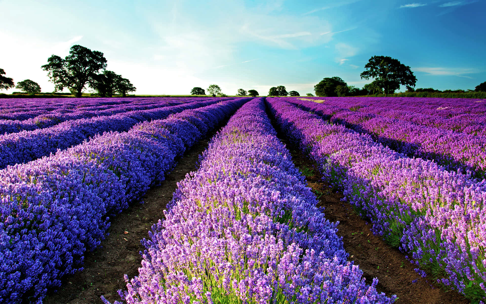Lavender Fields In England Background