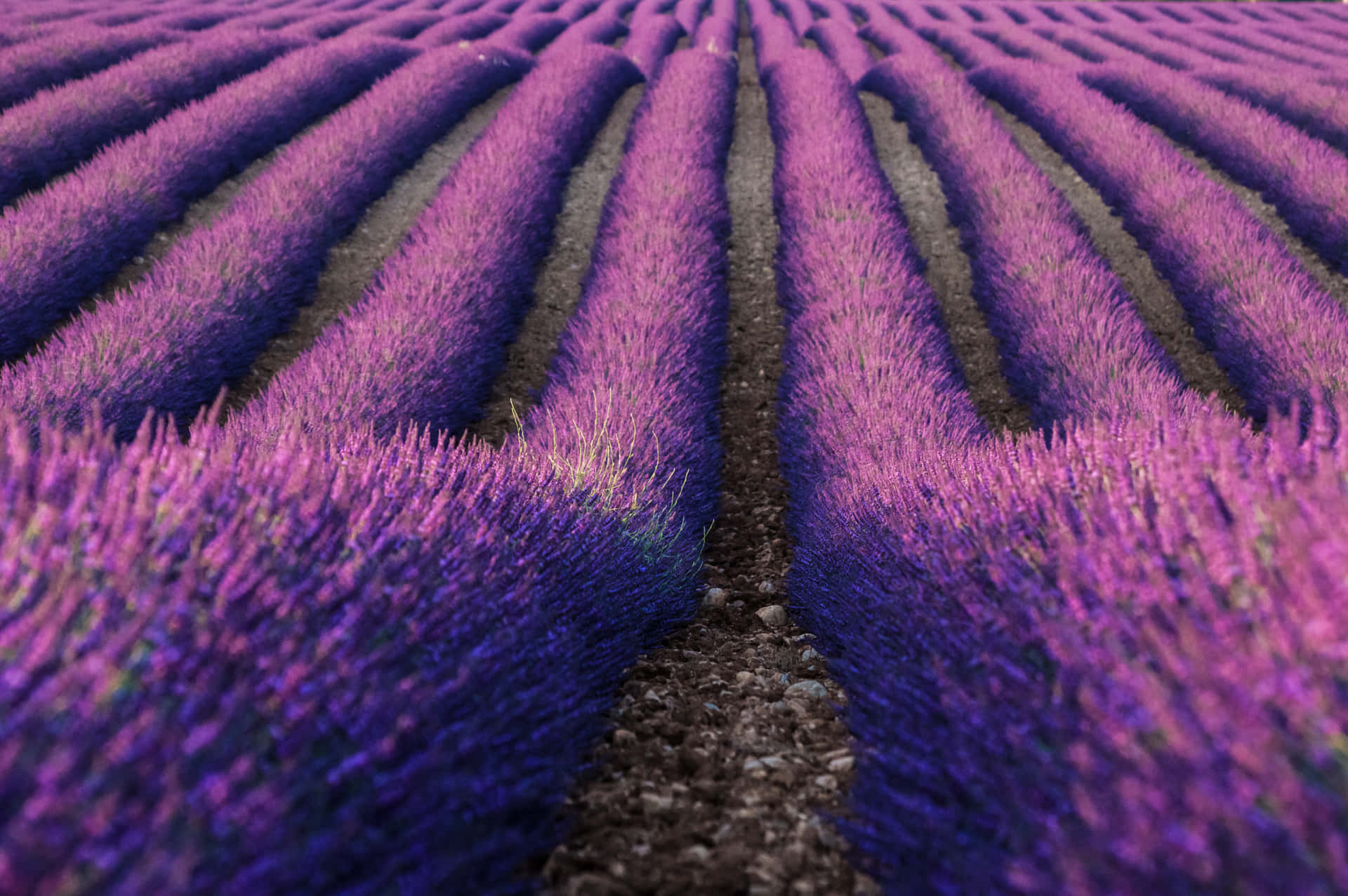 Lavender Fields In France