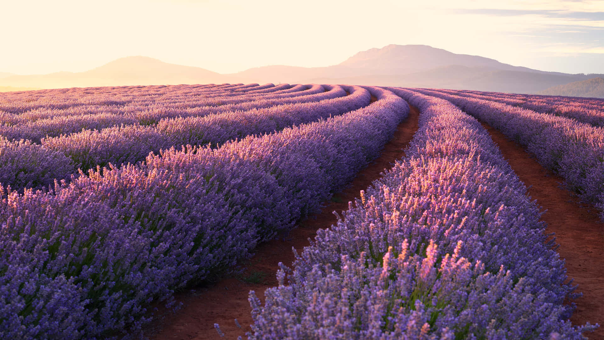 Lavender Fields In The Sun Background