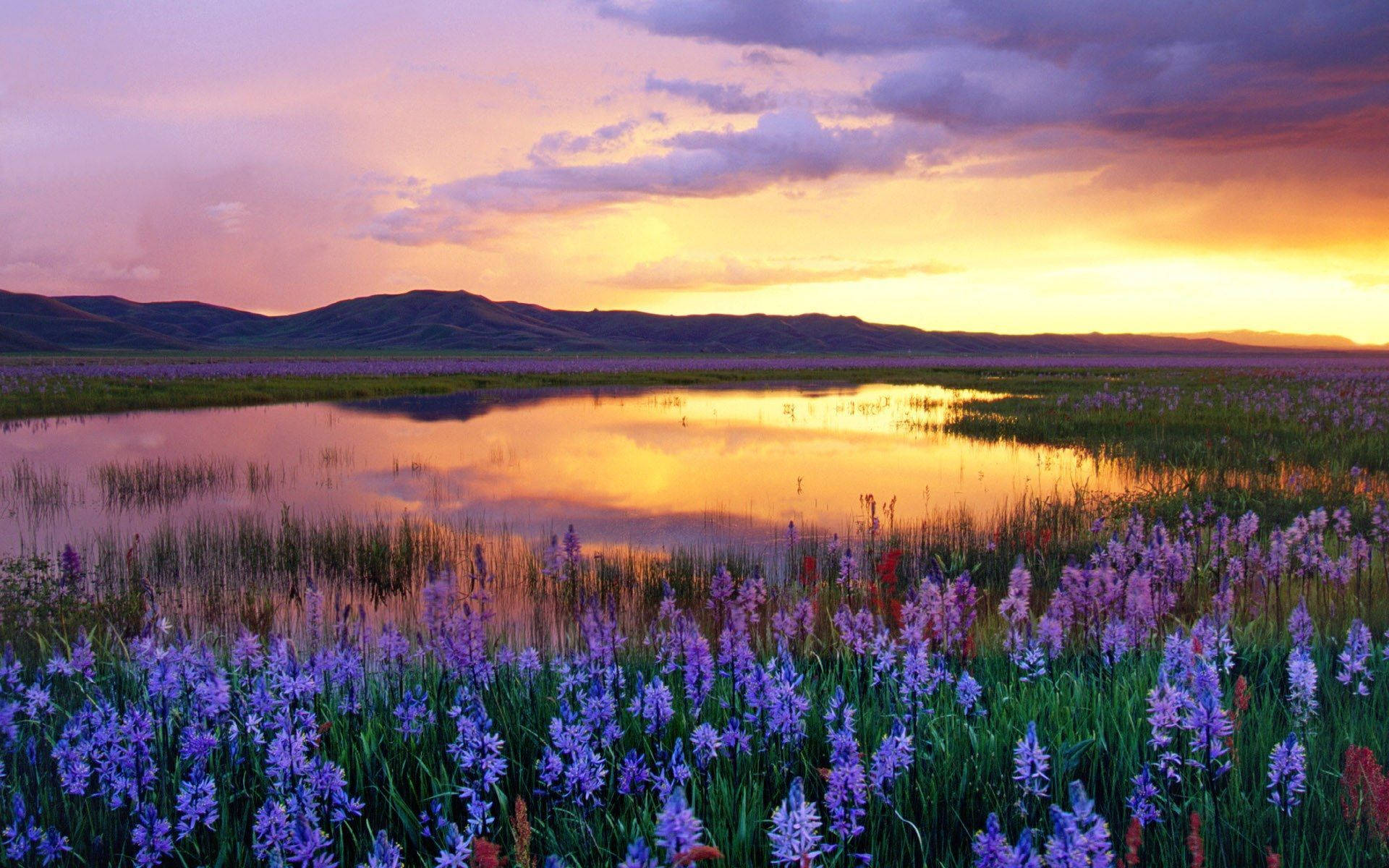 Lavender Flower Lake Field Background