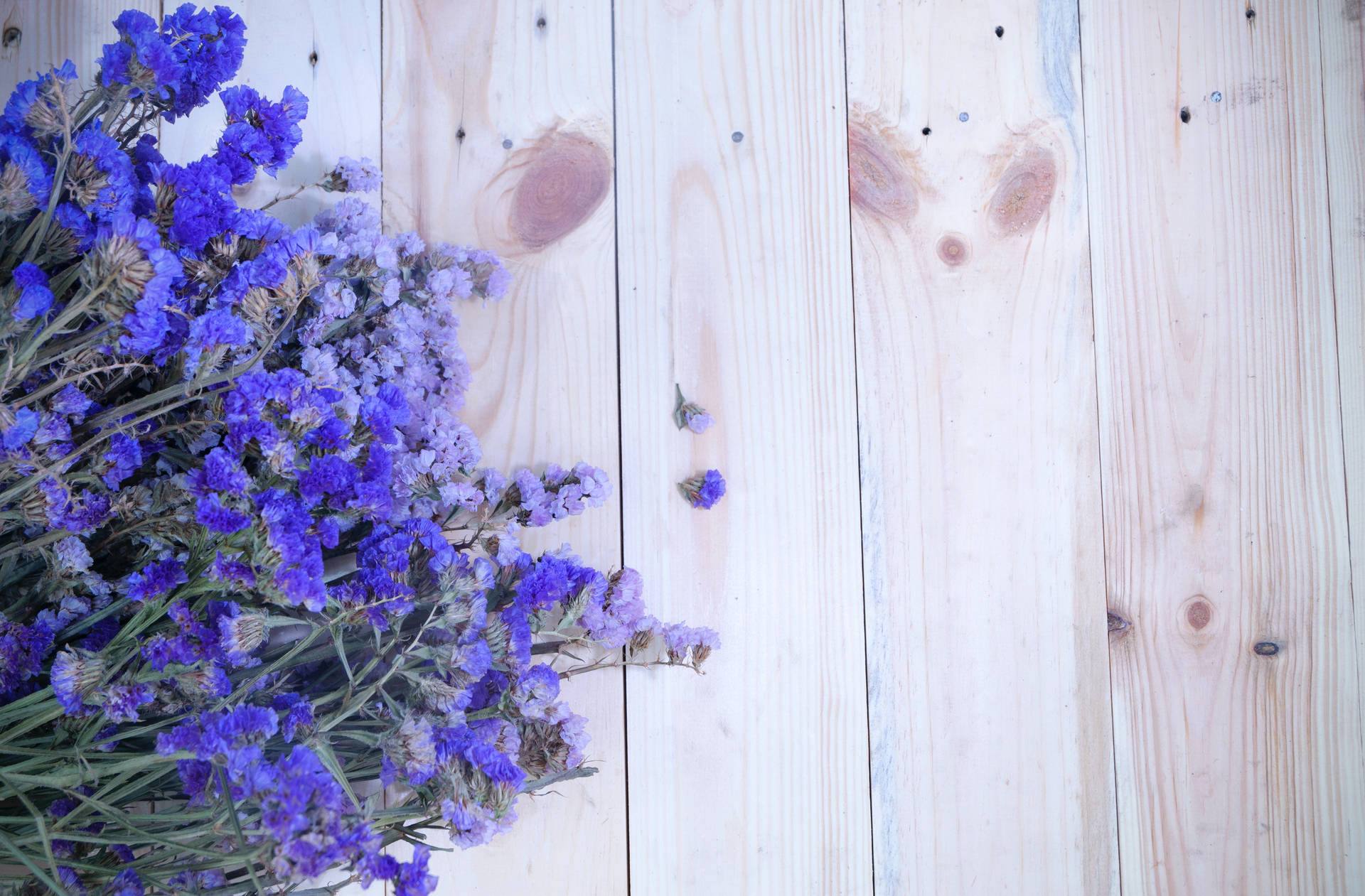 Lavender Flowers Background