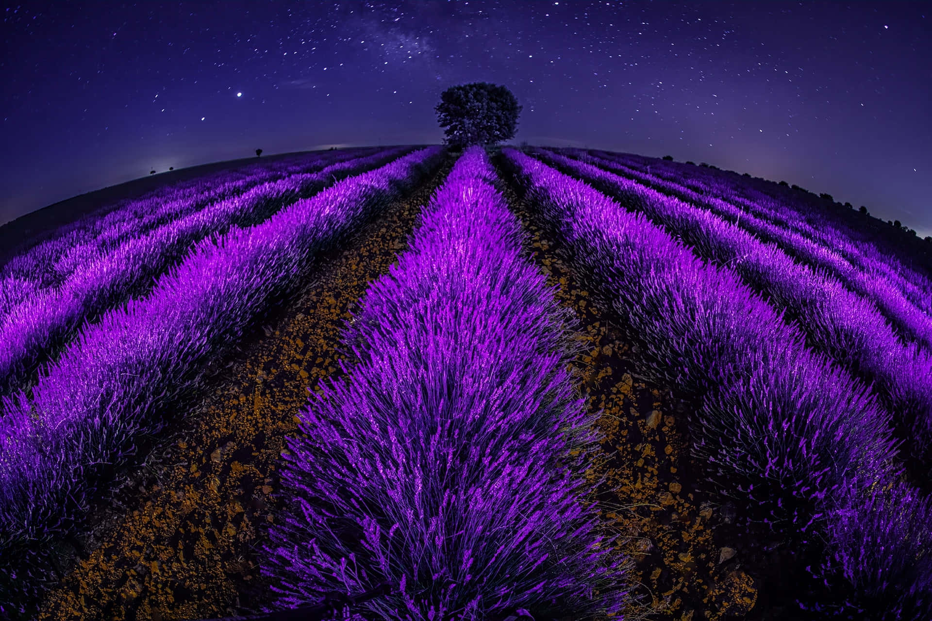 Lavender Flowers Glowing In A Dark Field Background