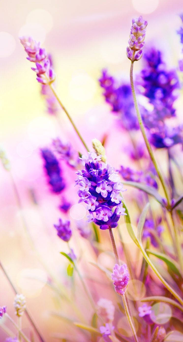 Lavender Flowers On Yellow Bokeh Background