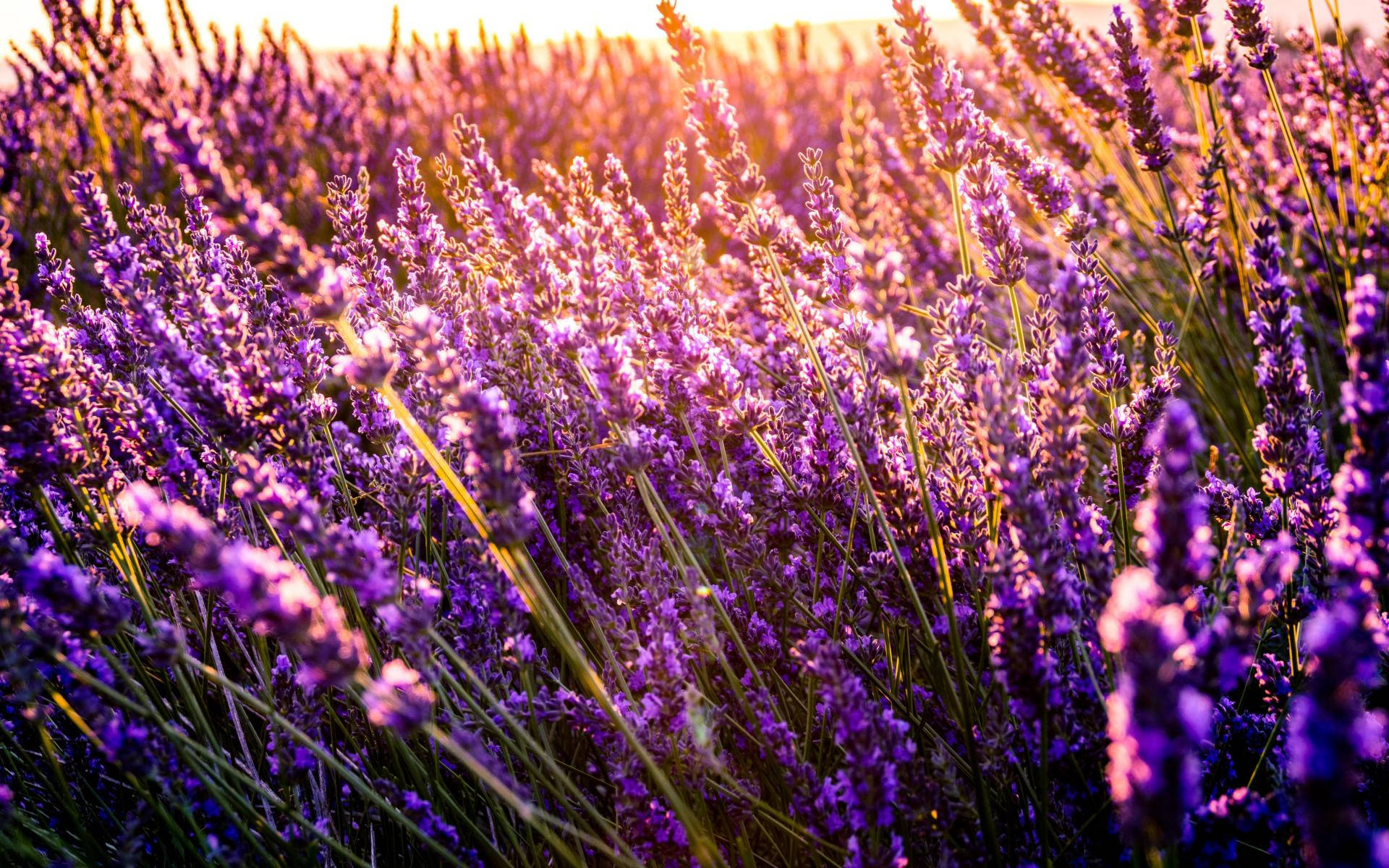 Lavender Flowers Sunshine Close Up Background