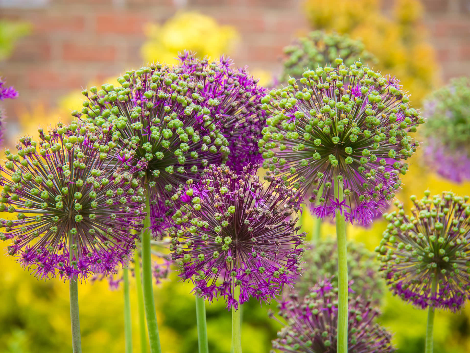 Lavender Flowers That Have A Perennial Smell Background