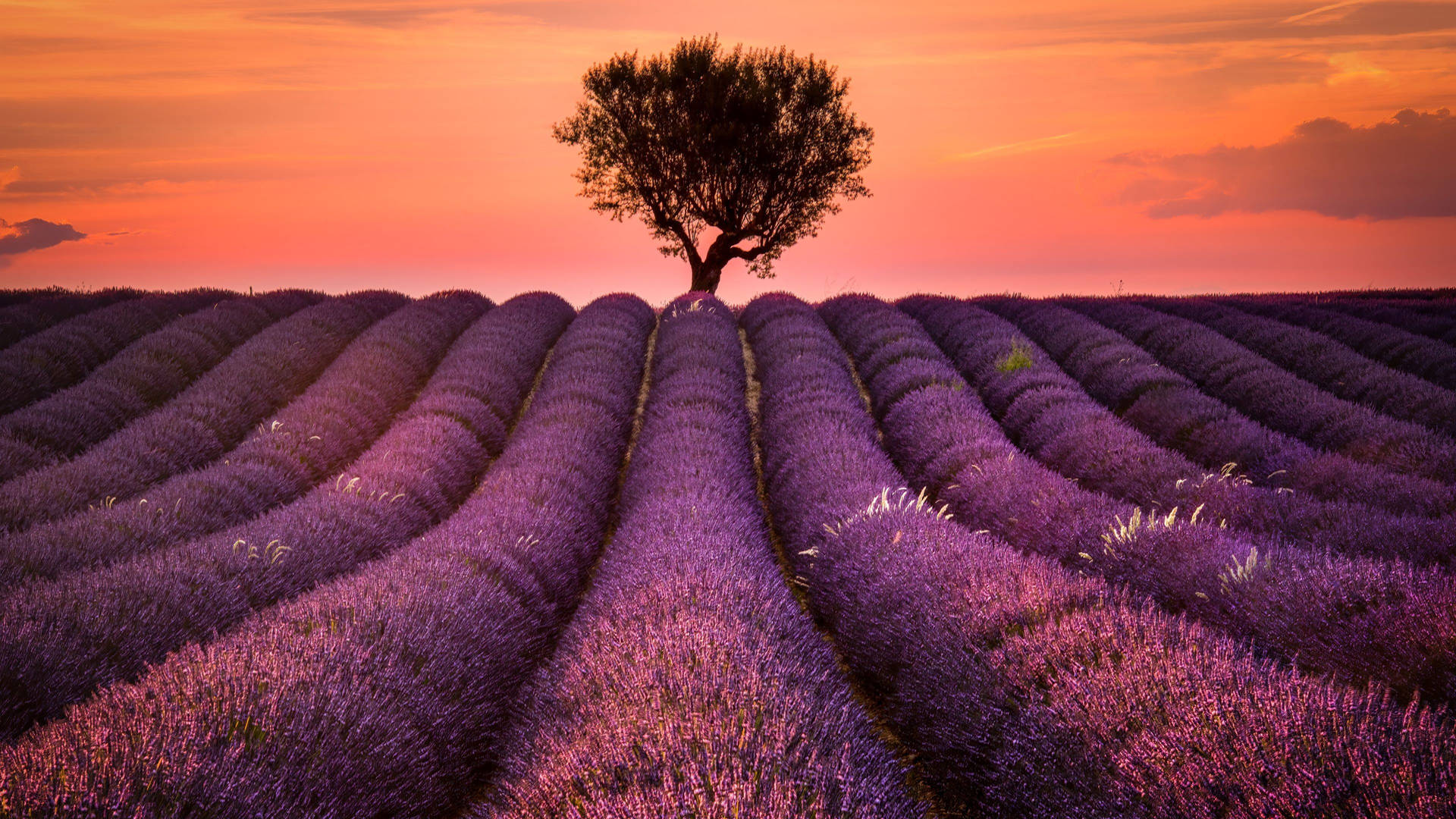 Lavender In Provence France Background