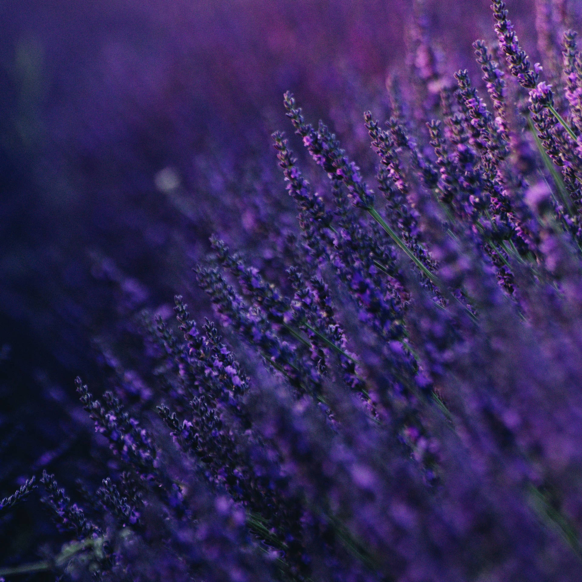 Lavender Macro Flower Background