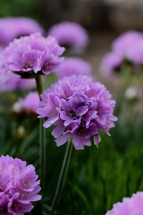 Lavender Perennial Flowers Background