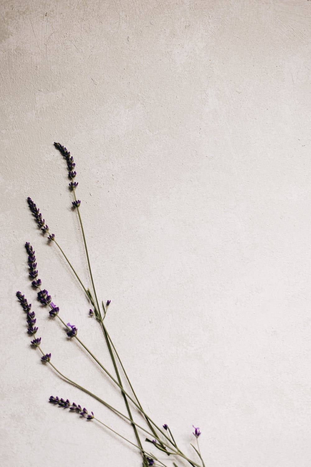 Lavender Plant Iphone 11 Pro 4k
