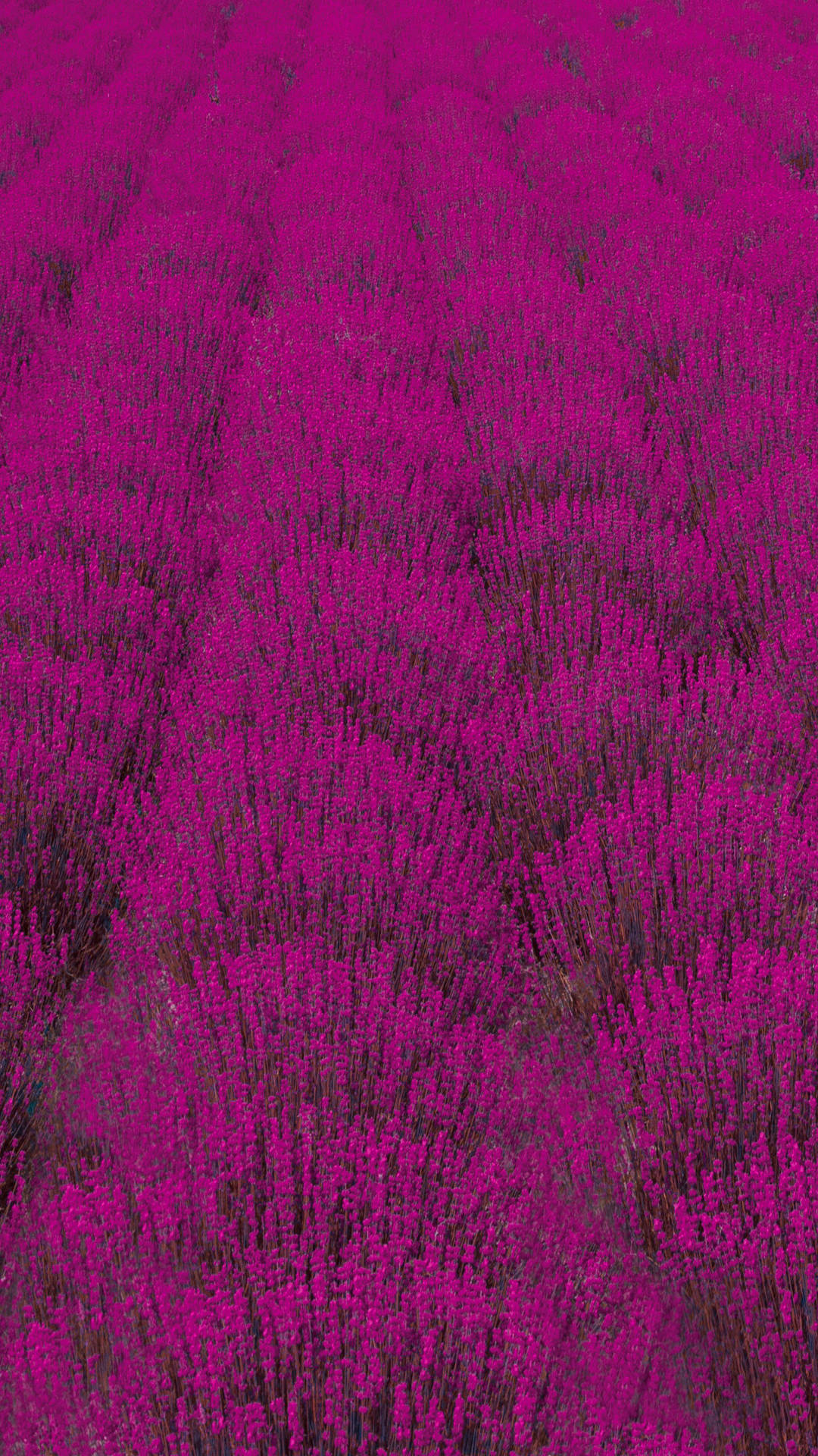 Lavender Plantation Galaxy S10 Background