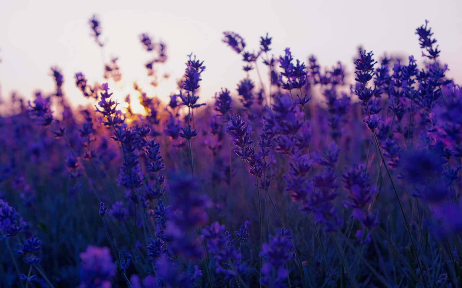 Lavender Purple Flower Field During Sunset Background
