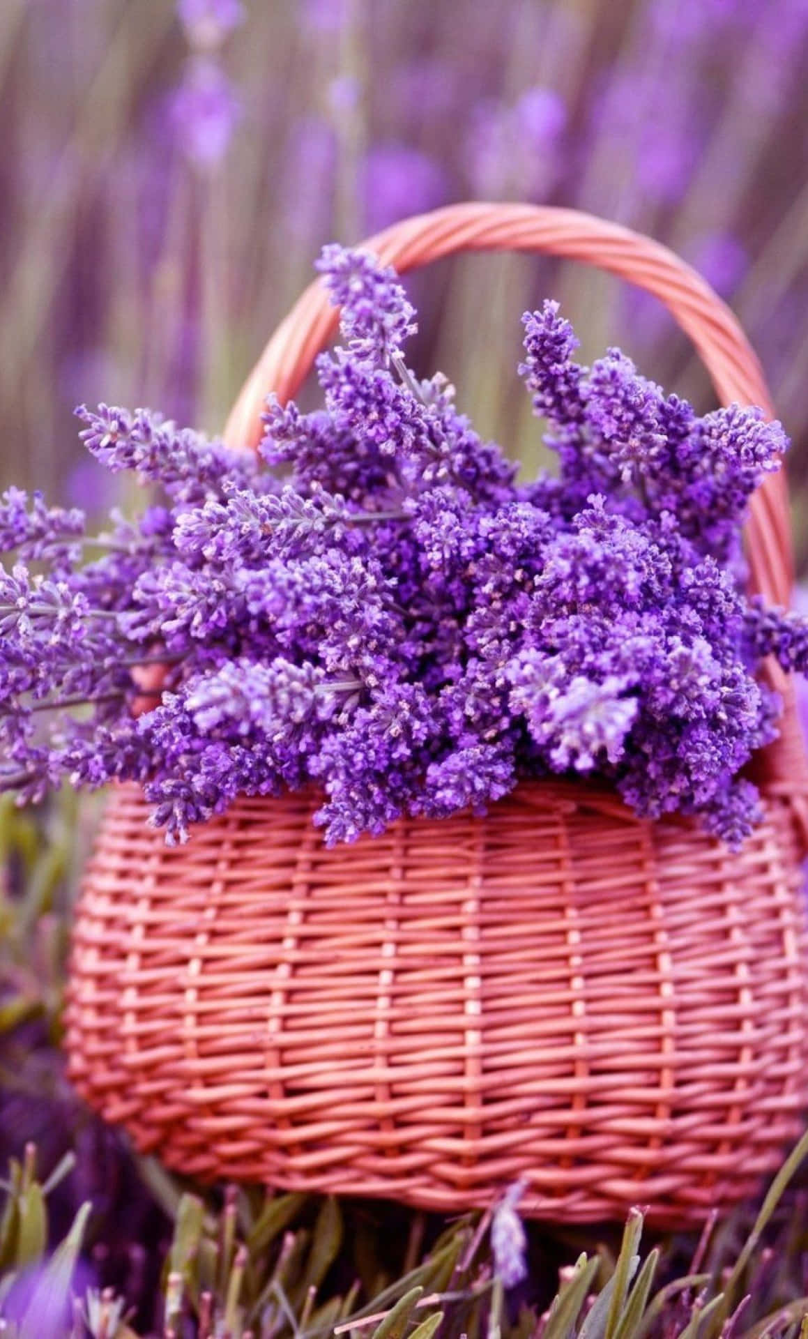 Lavender Purple Flowers In Basket