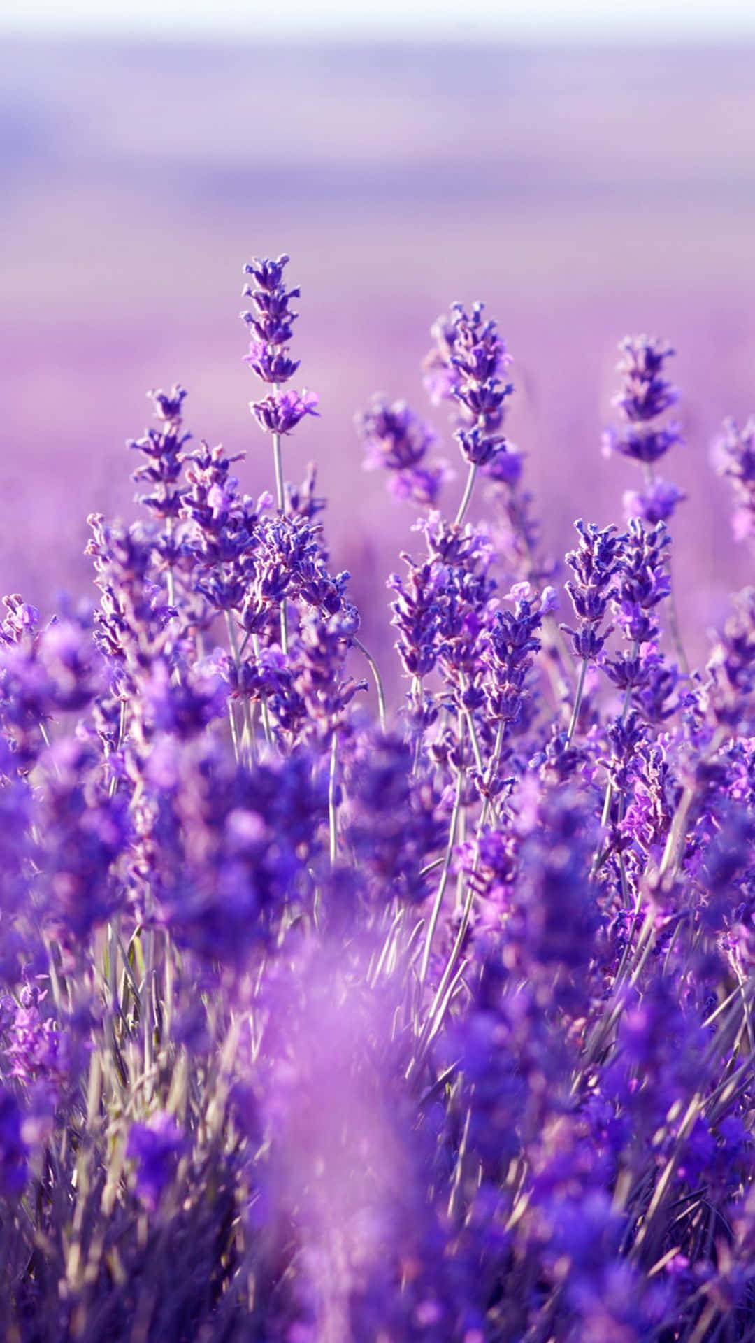 Lavender Purple Flowers Portrait Focus Background