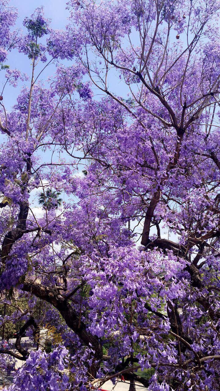 Lavender Purple Jacaranda Tree Background