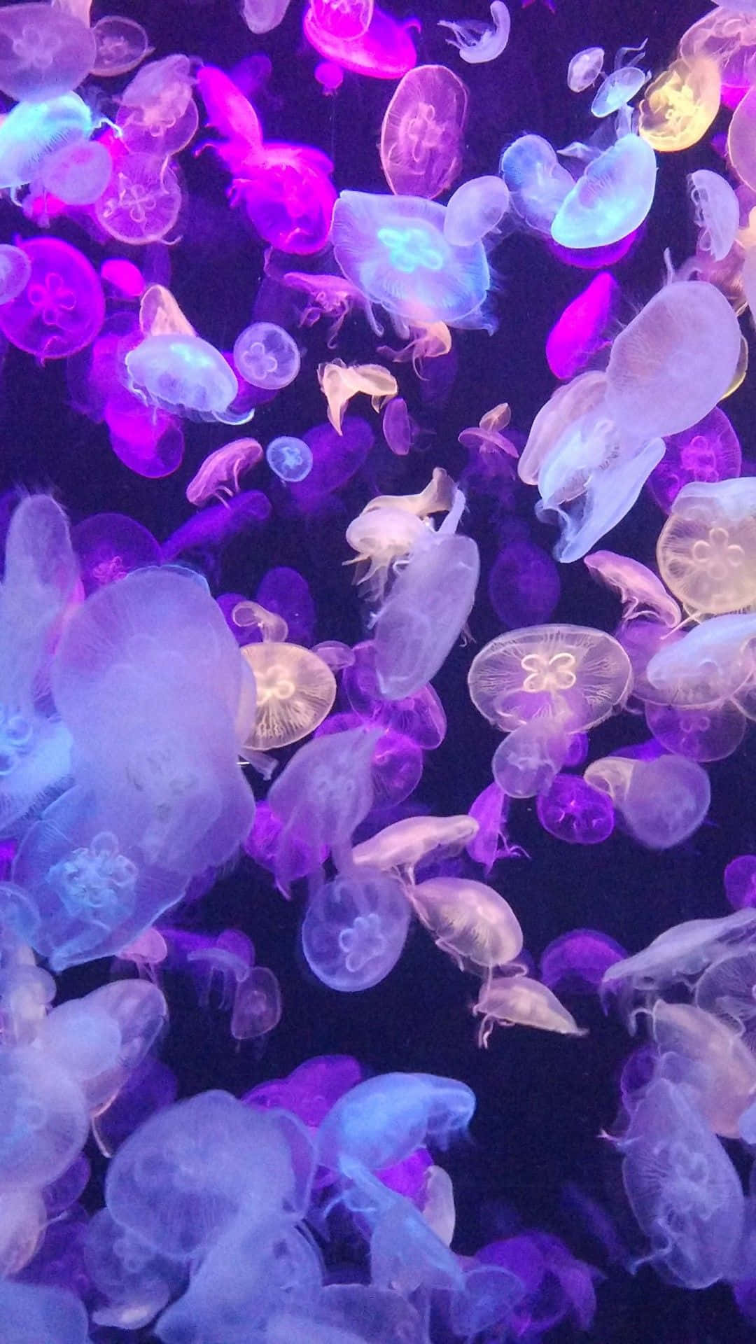 Lavender Purple Jellyfish