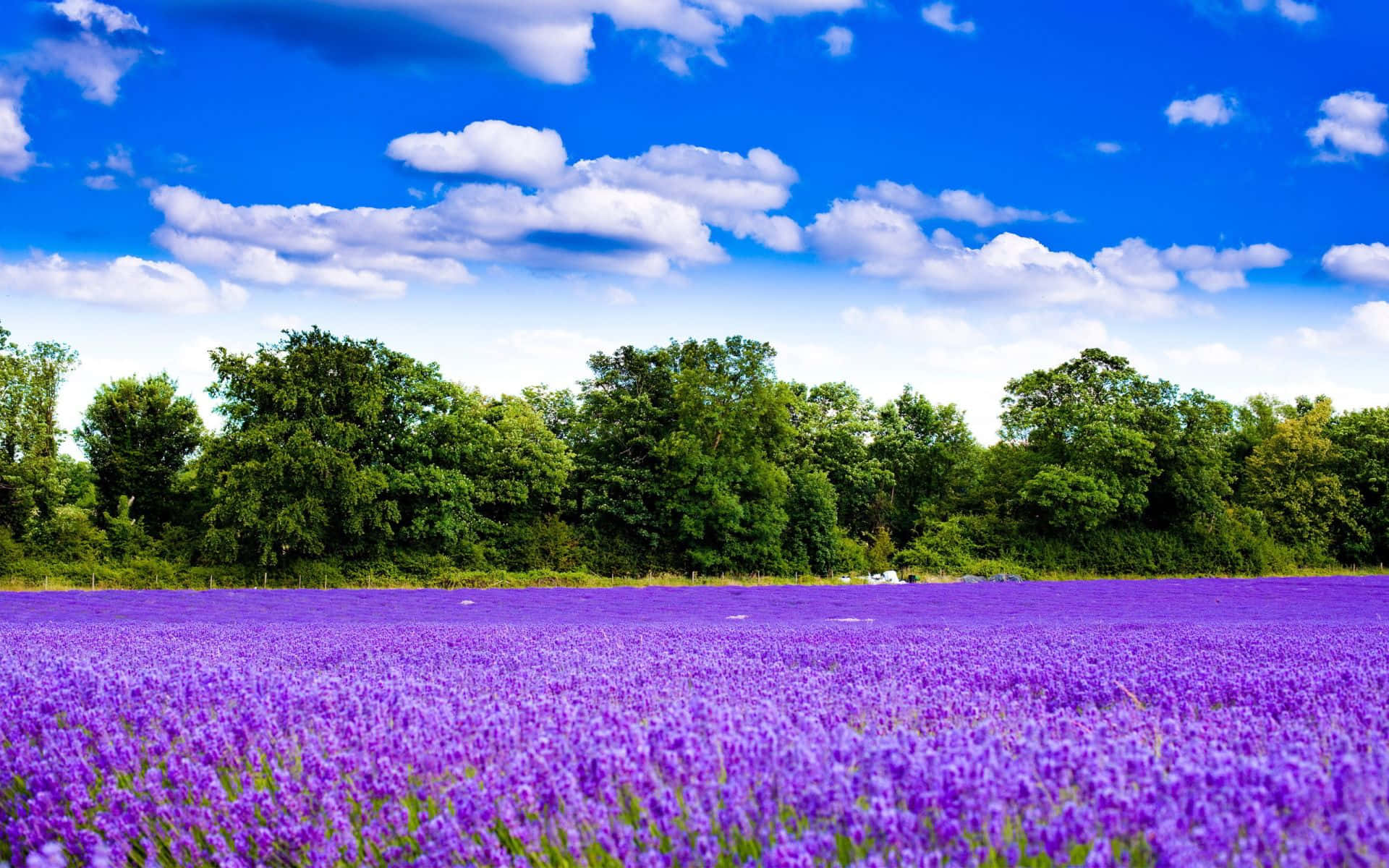 Lavender Purple Lilac Field