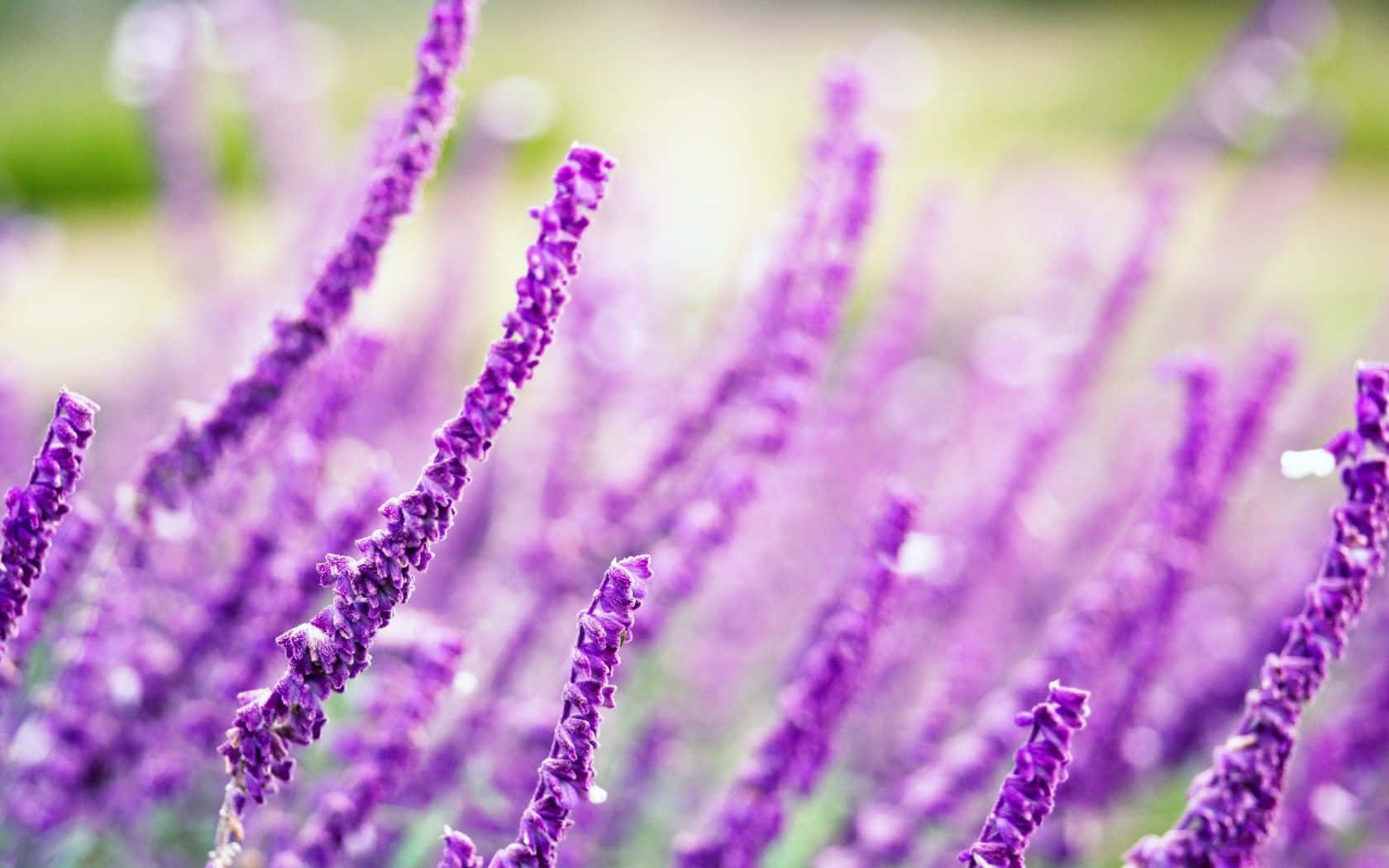Lavender Purple Stalks With Long Stem Background