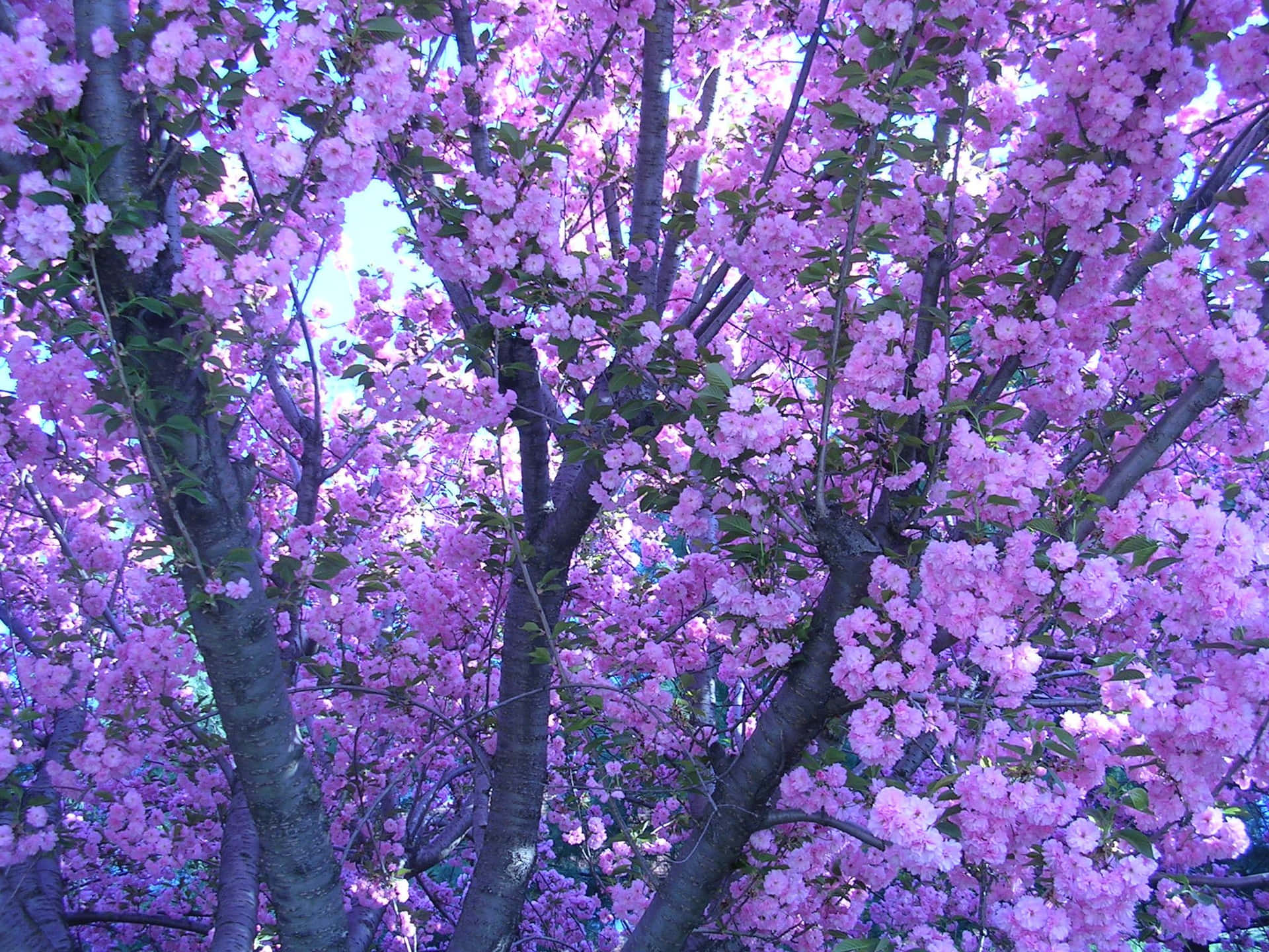 Lavender Purple Tree With Flowers