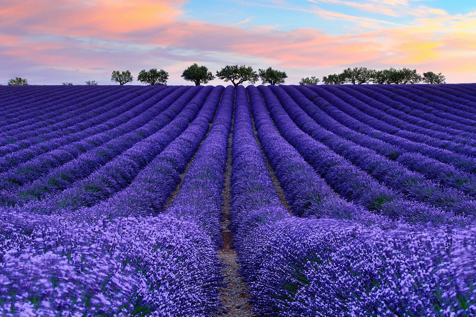 Lavender Rows In A Vast Field Background