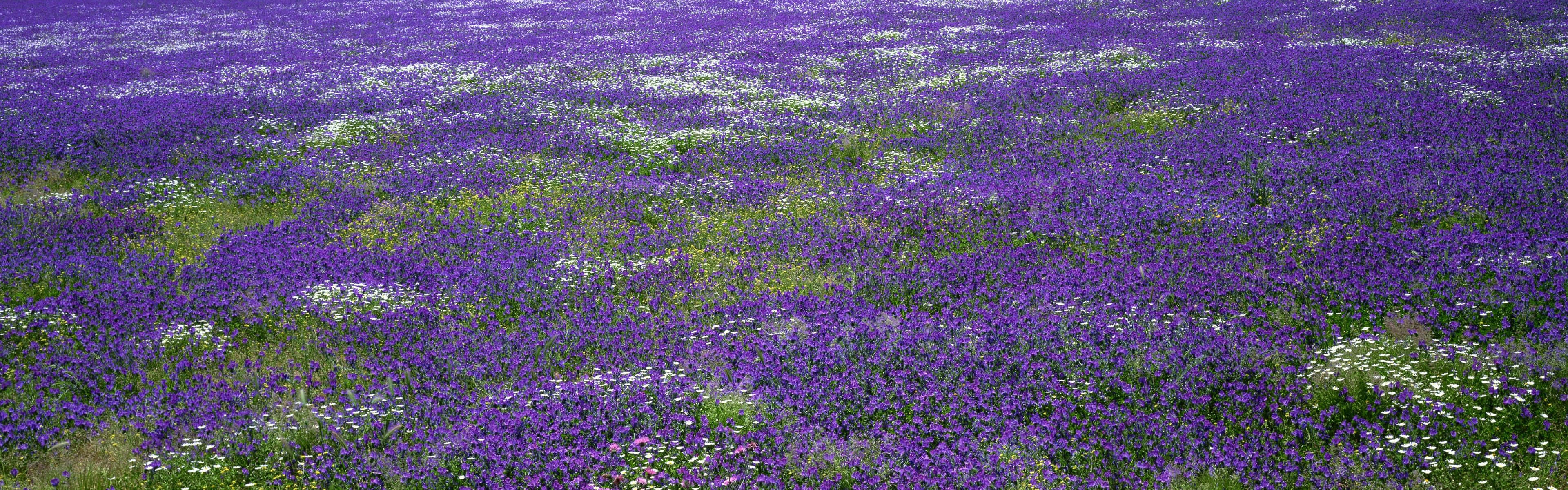 Lavender Spring Dual Screen Background