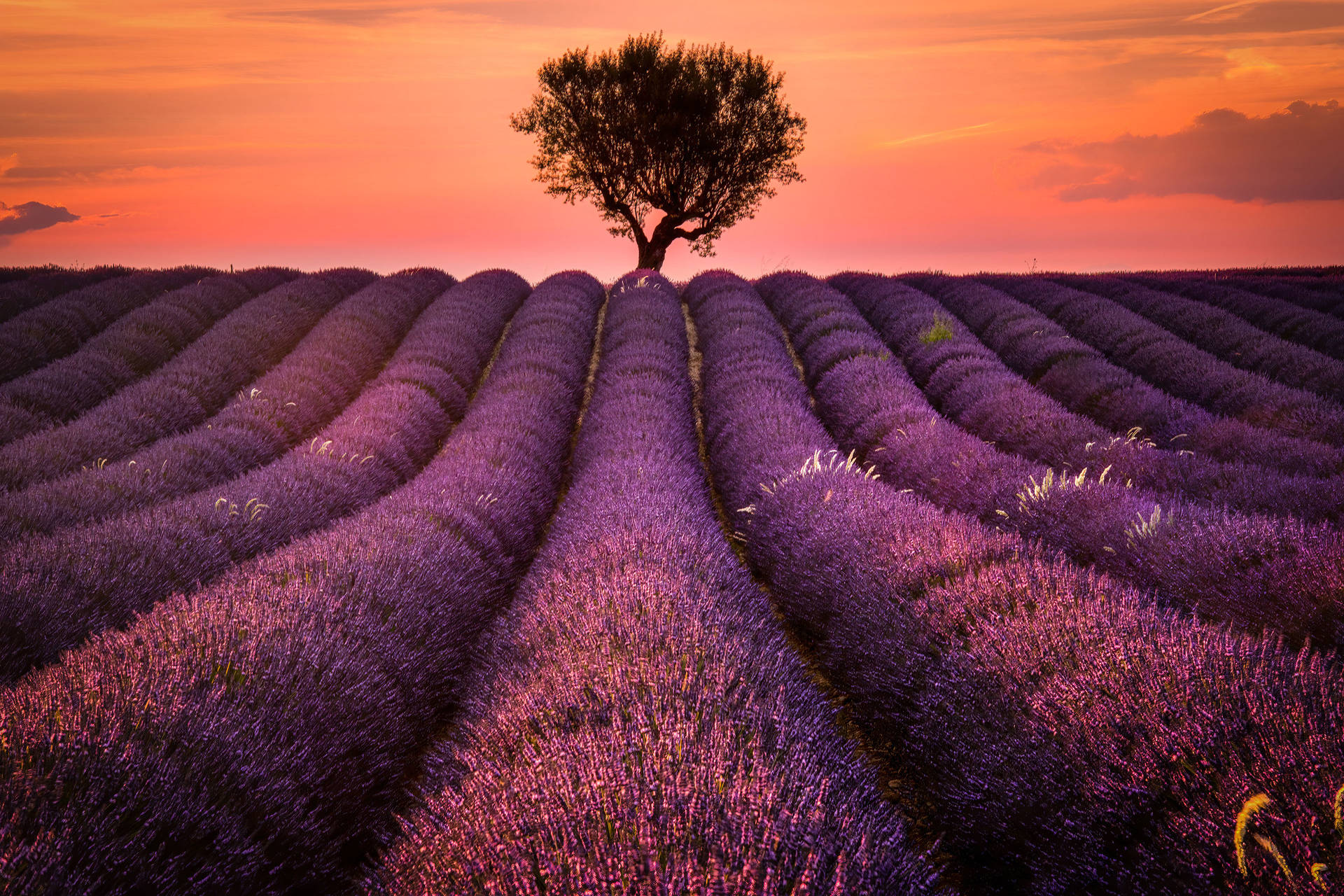 Lavender Sunset Field Background